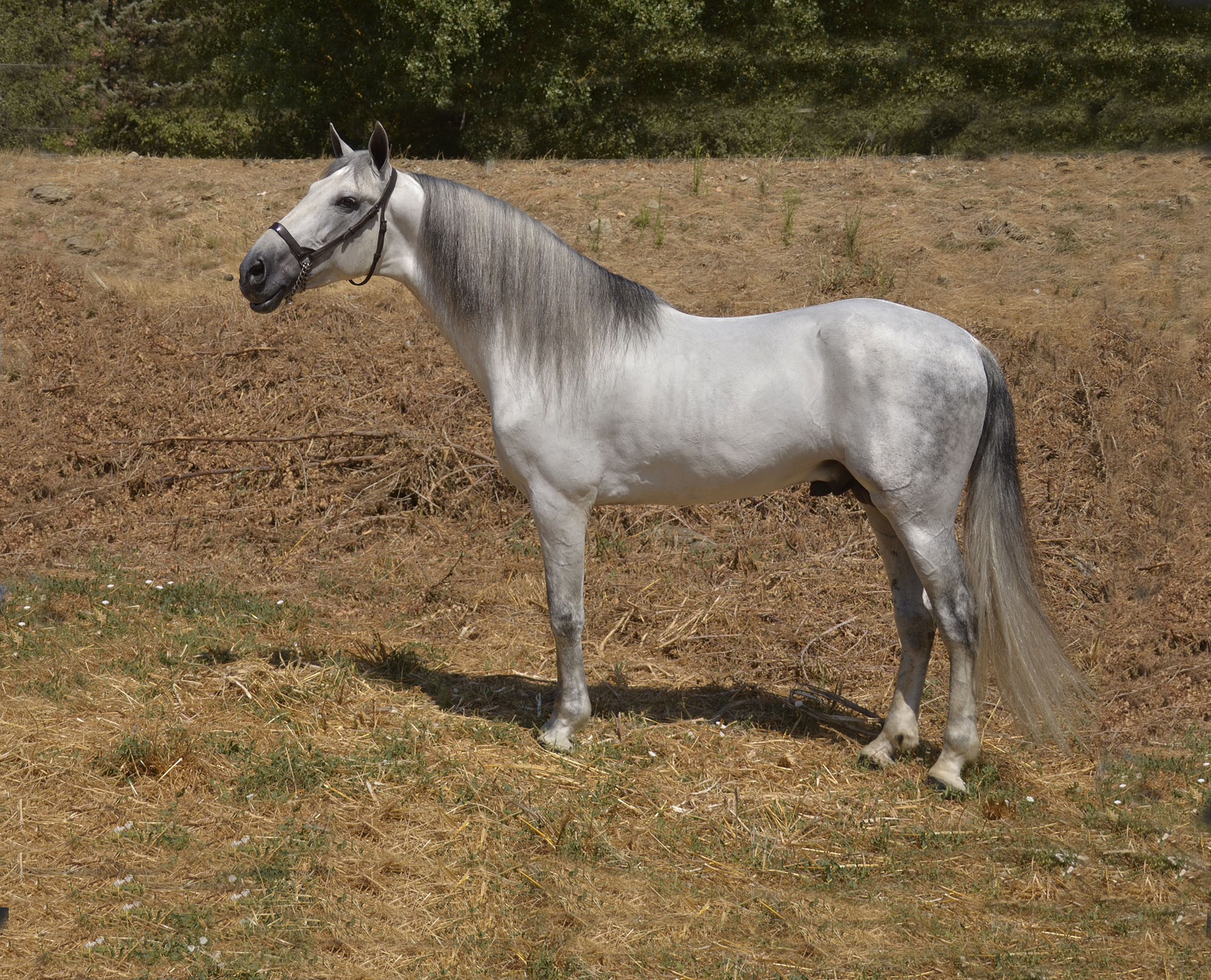 Caballo en Venta