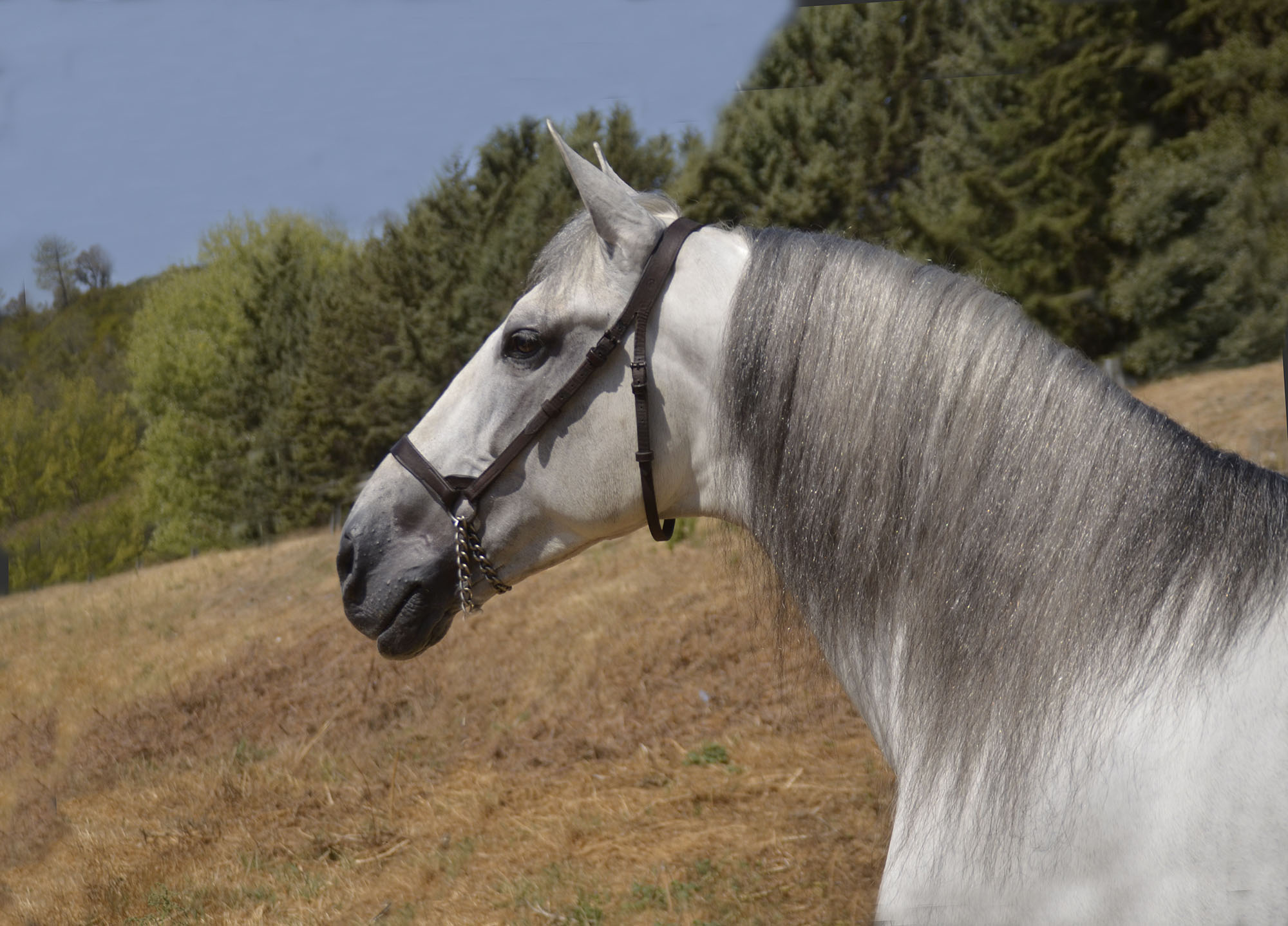 Listado de Caballos en Venta