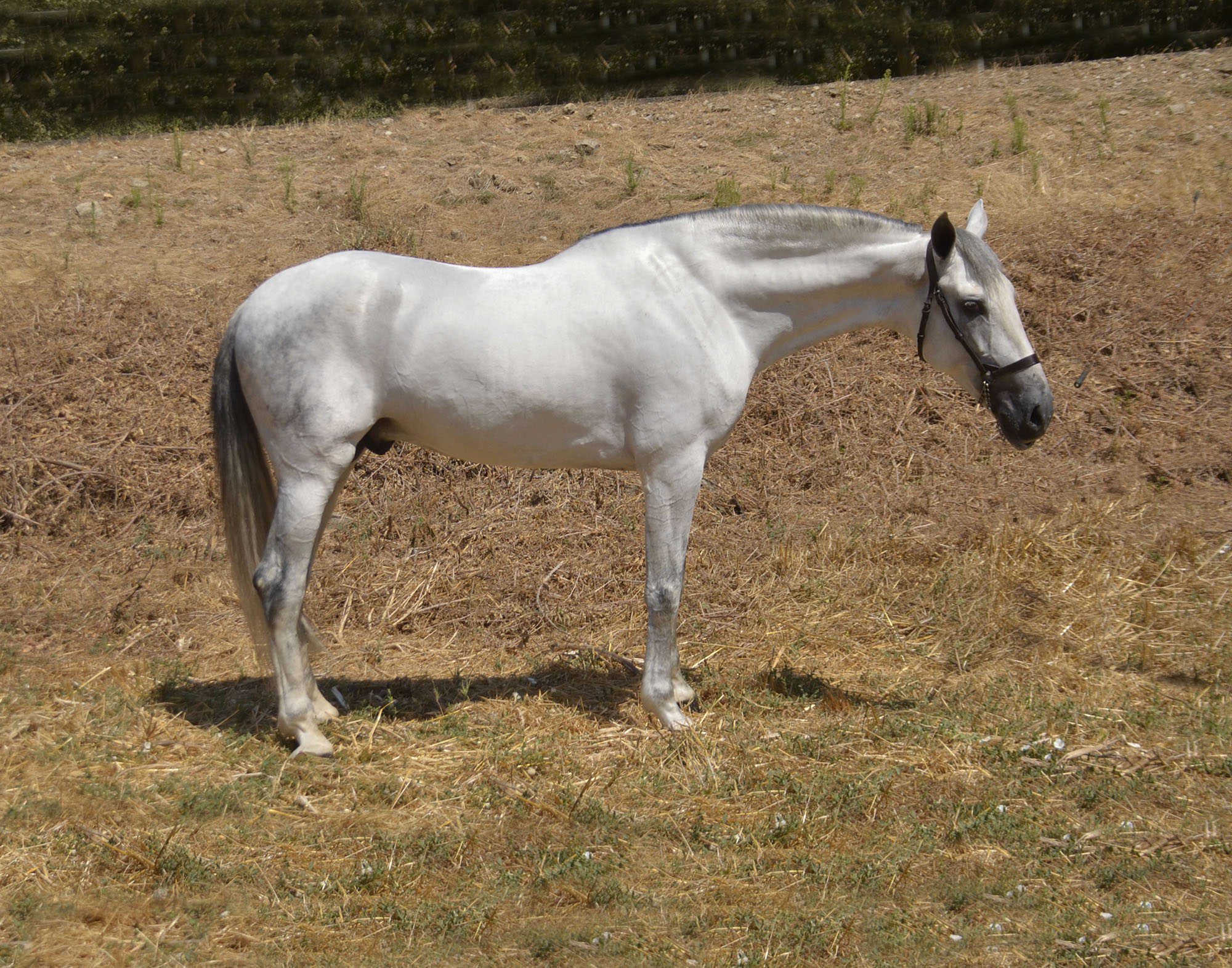 Caballo en Venta