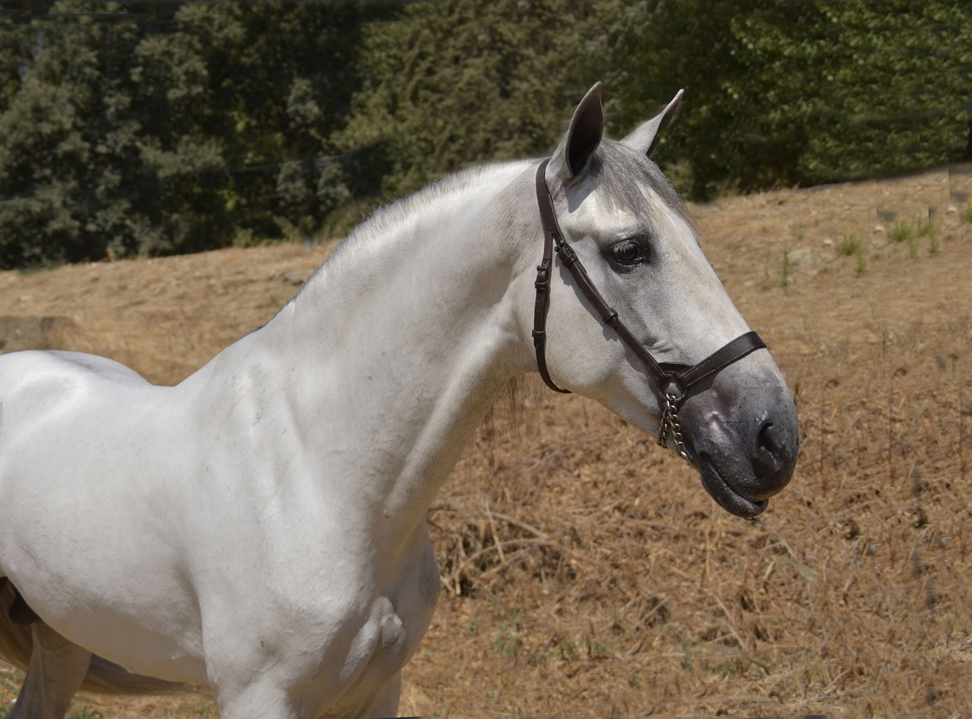 Listado de Caballos en Venta