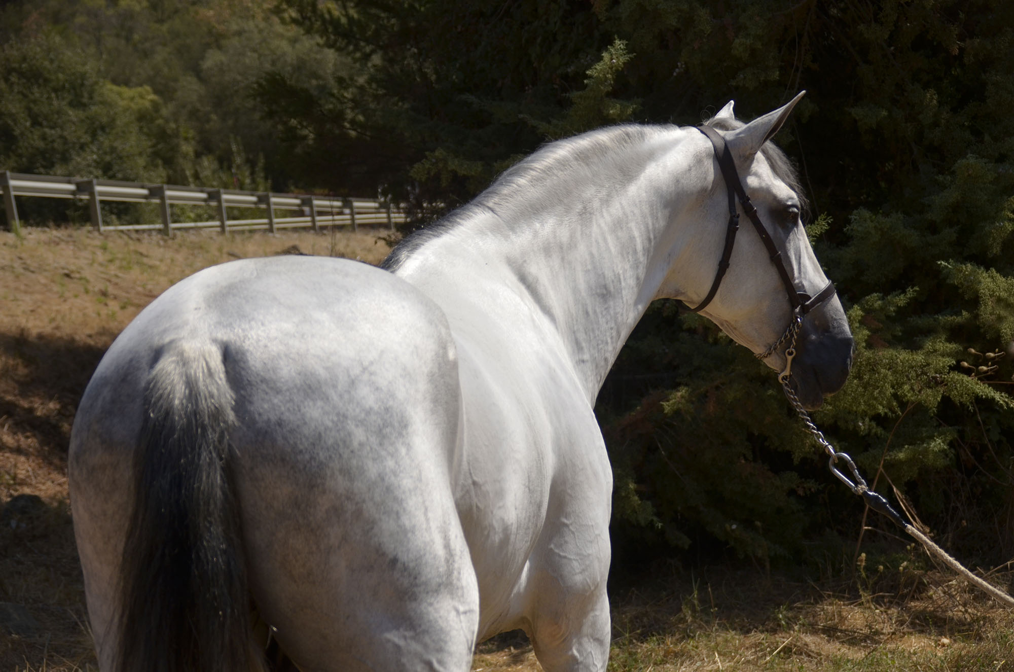 Listado de Caballos en Venta