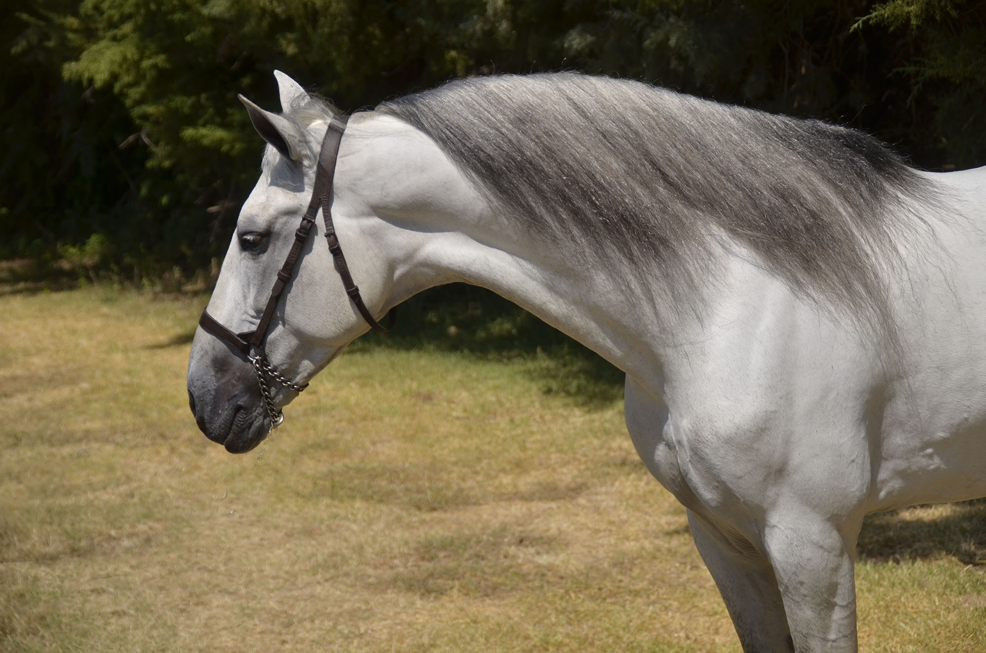 Listado de Caballos en Venta