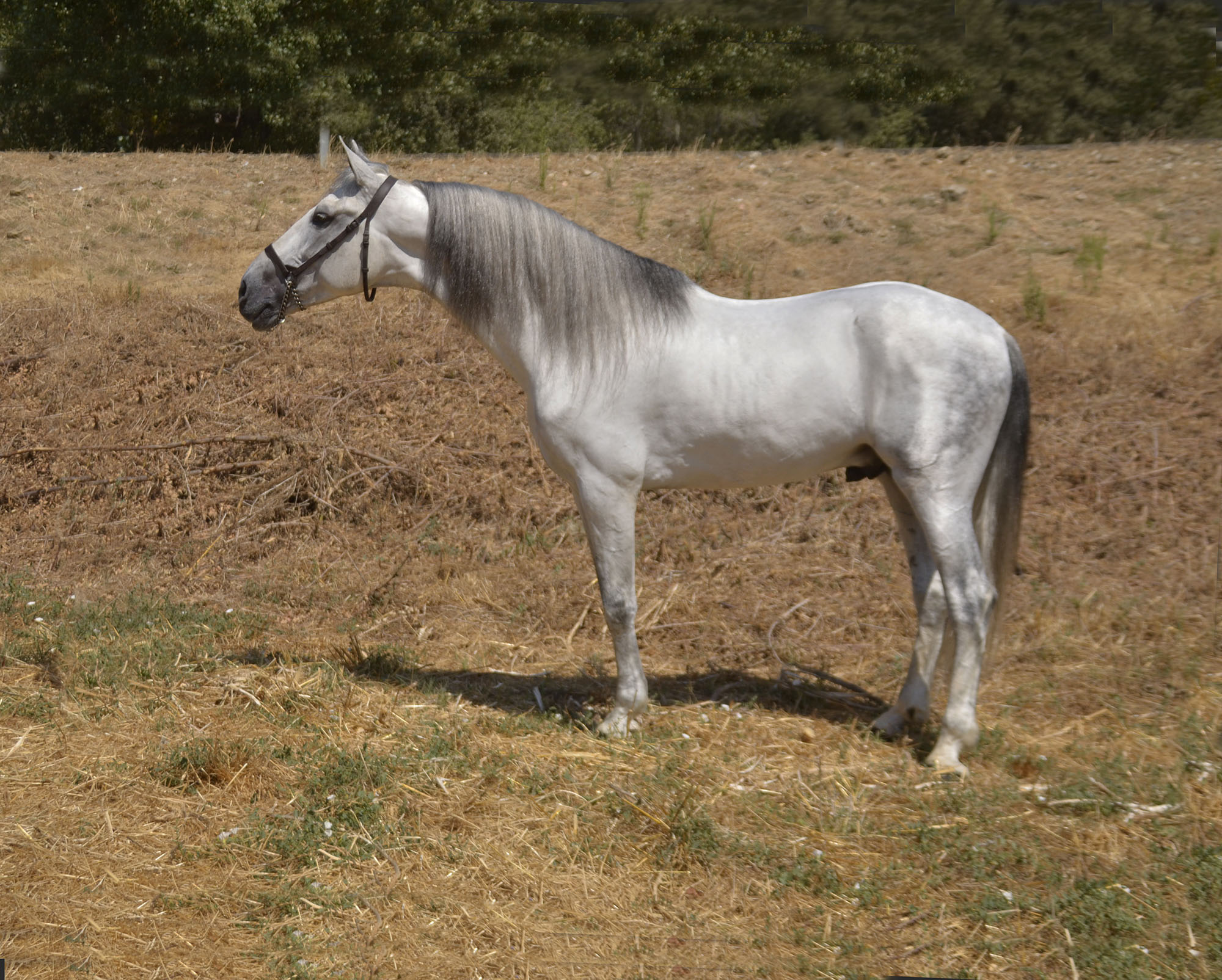 Listado de Caballos en Venta