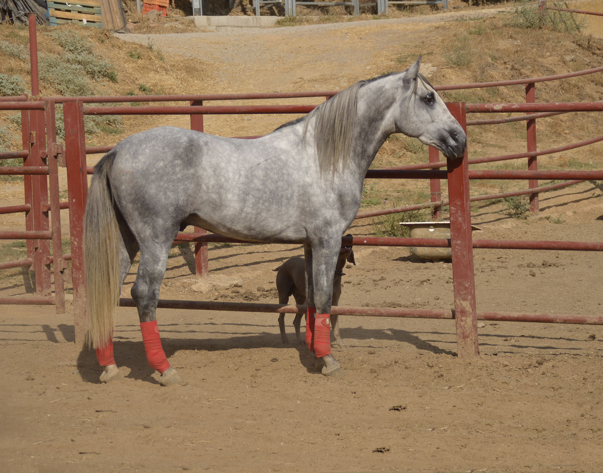 Listado de Caballos en Venta