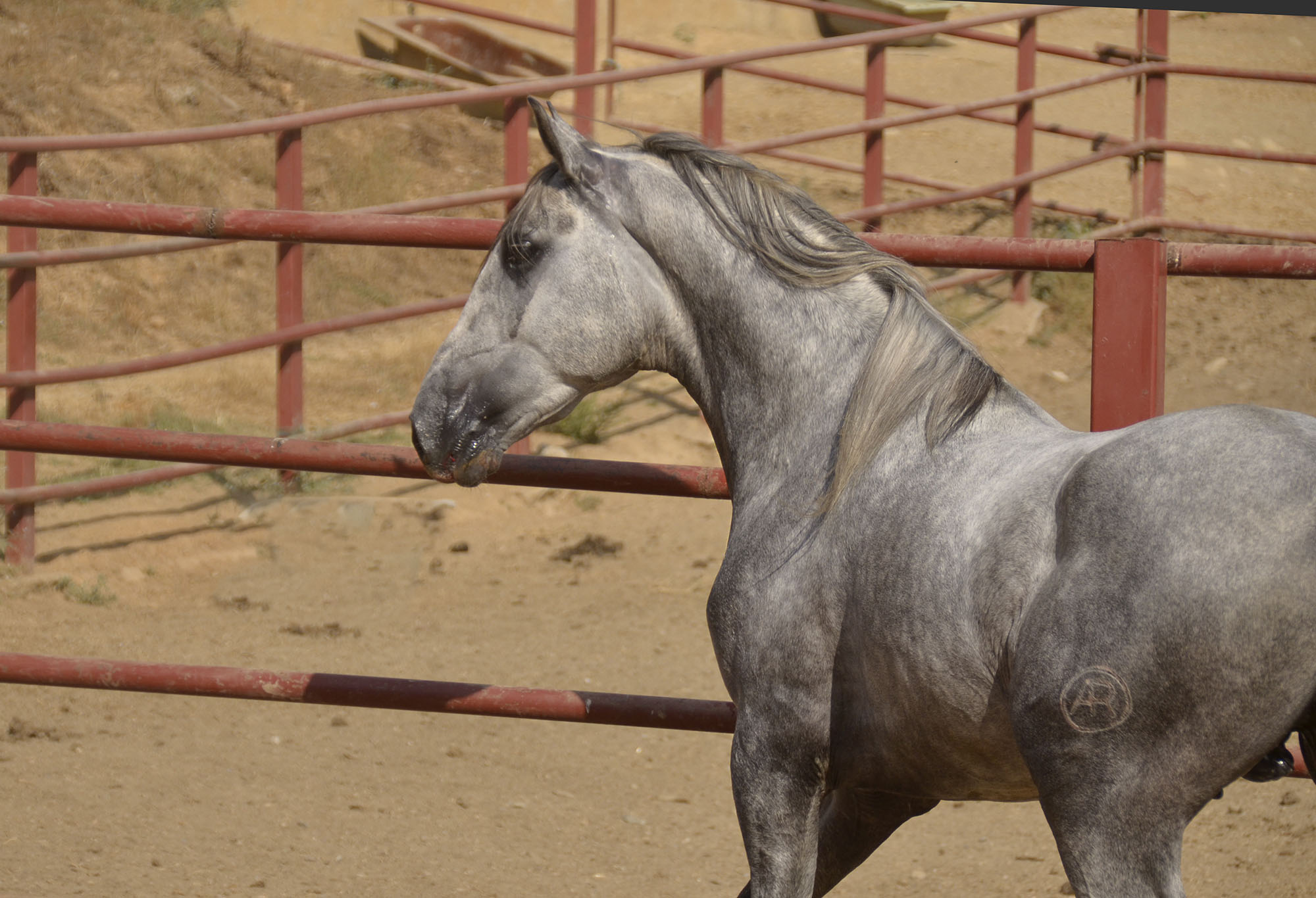 Listado de Caballos en Venta