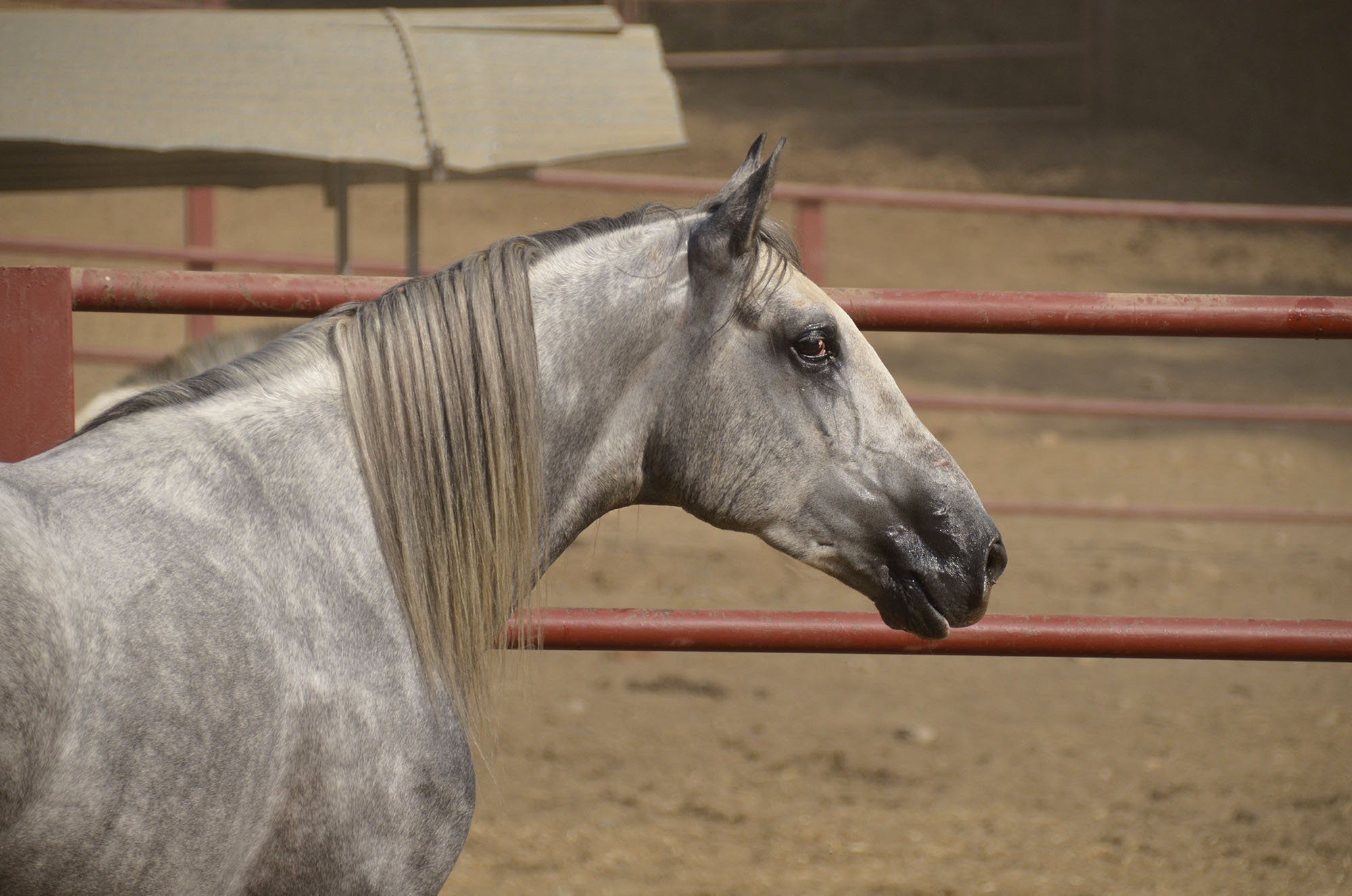 Listado de Caballos en Venta