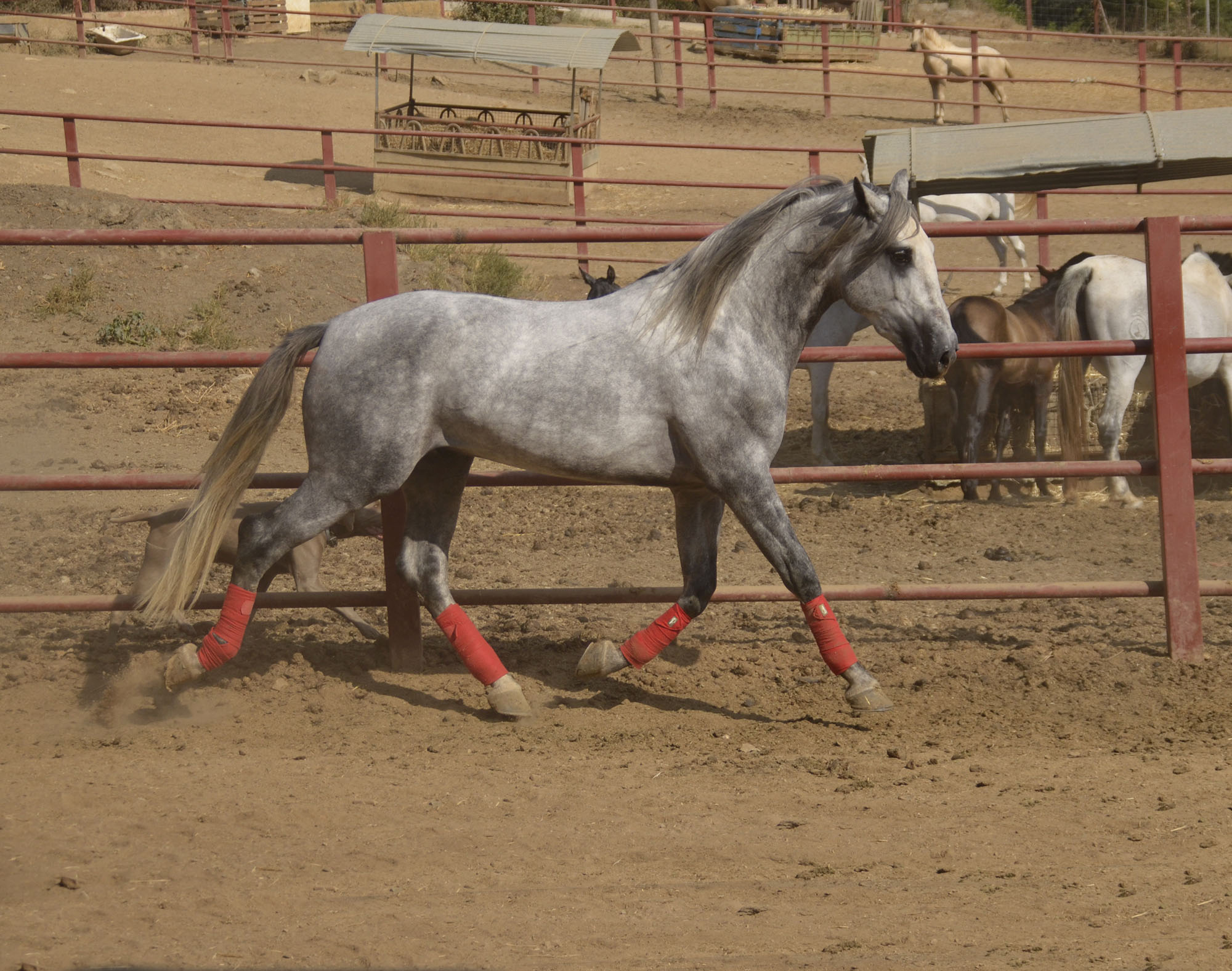 Listado de Caballos en Venta