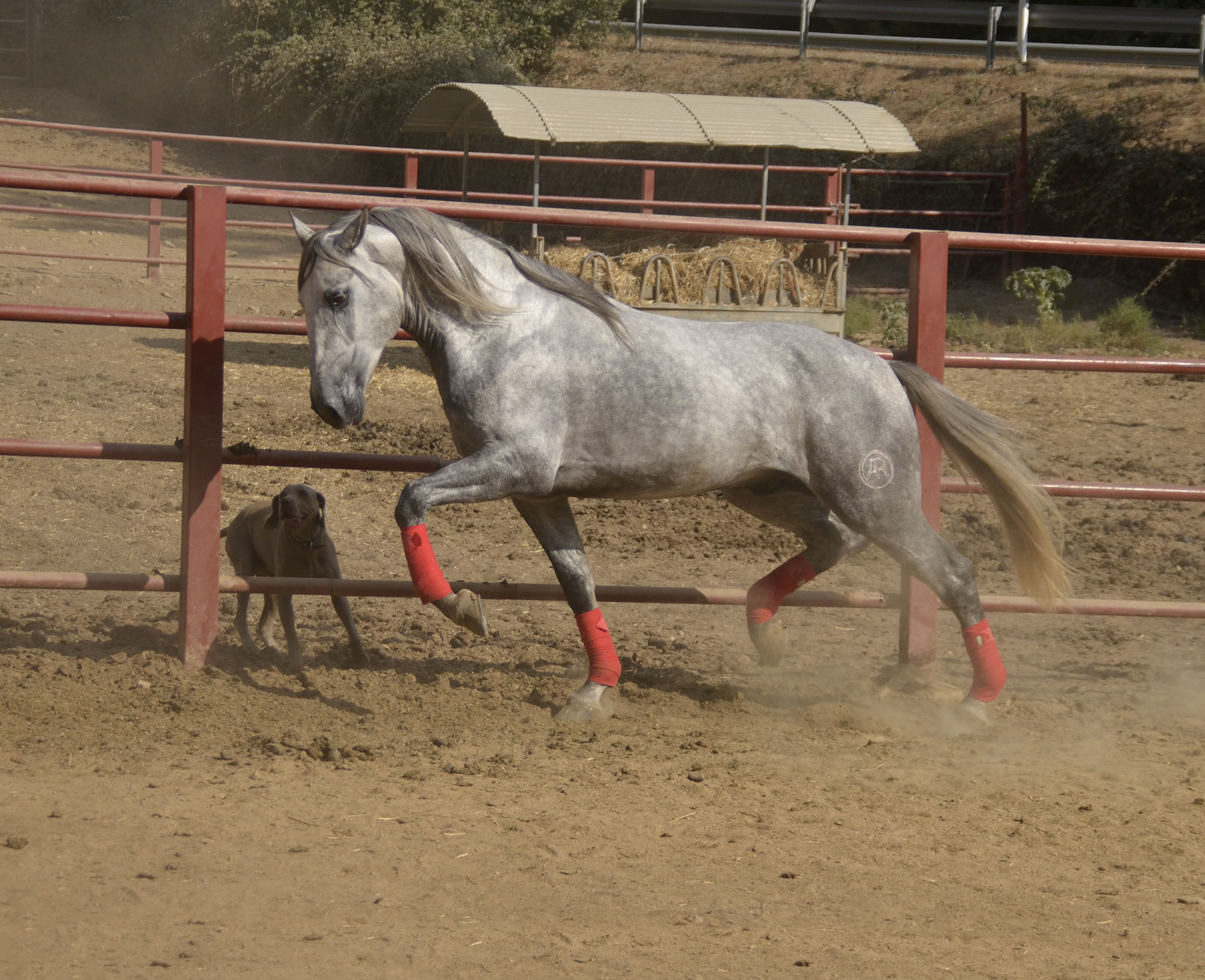 Listado de Caballos en Venta