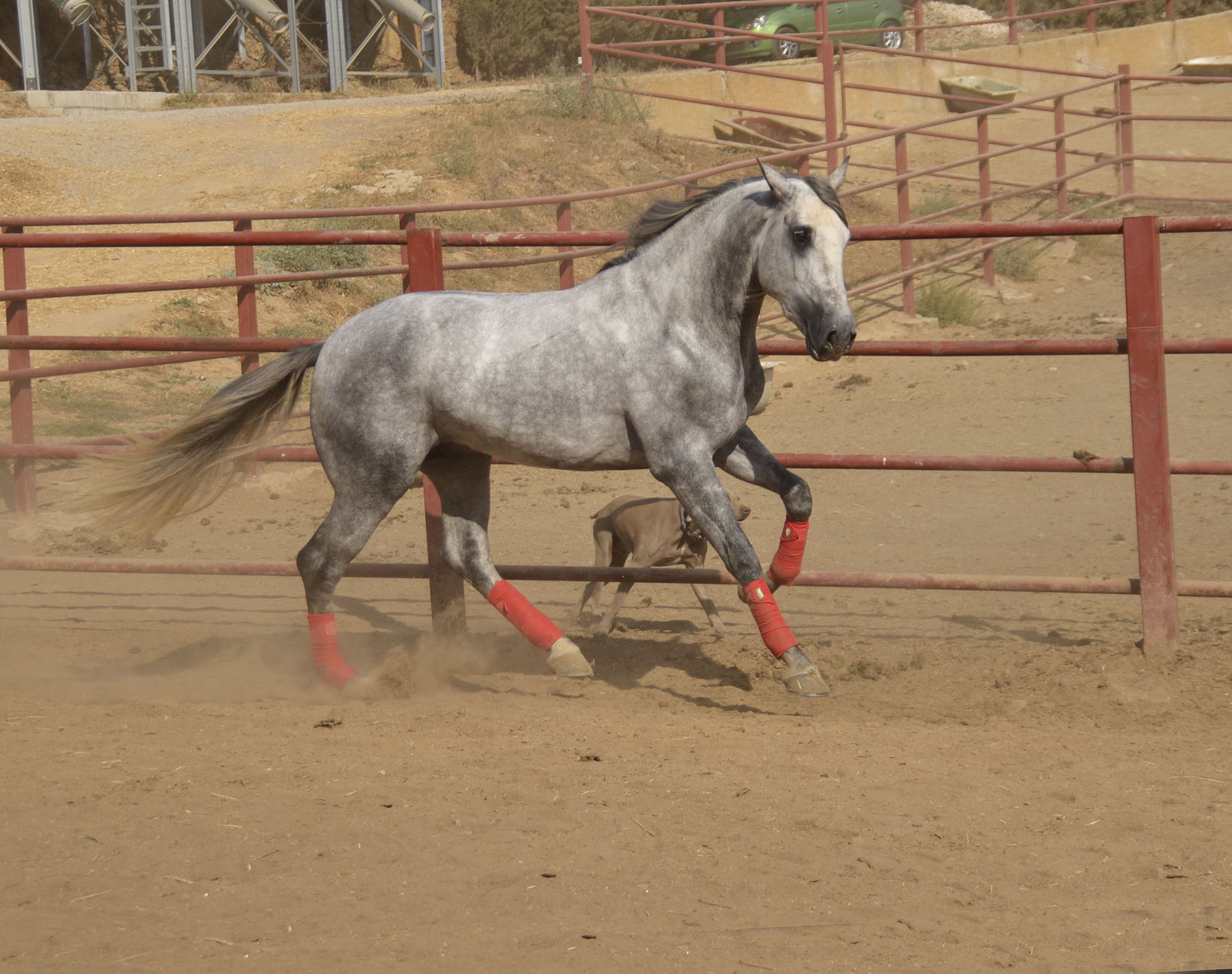 Listado de Caballos en Venta