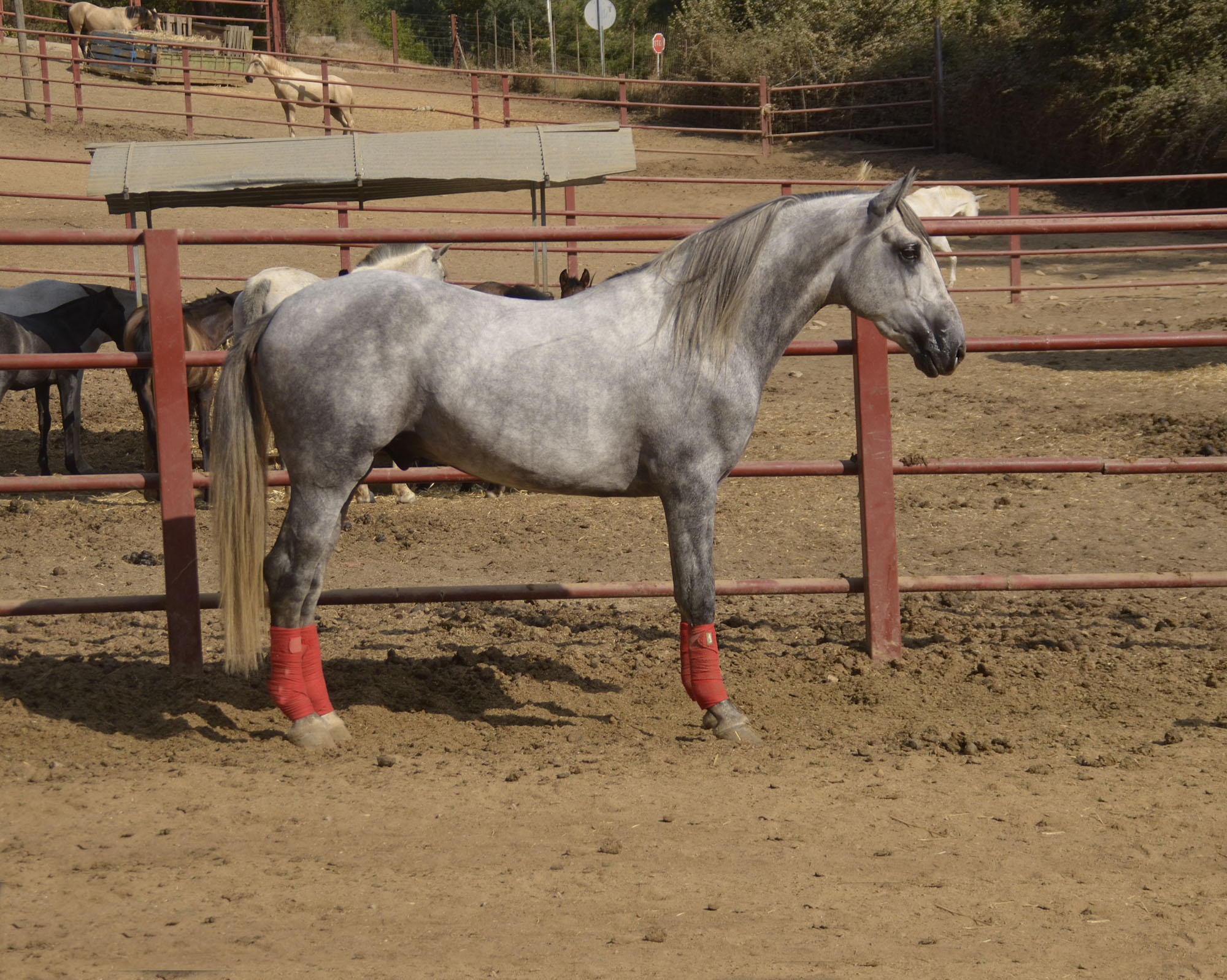 Listado de Caballos en Venta