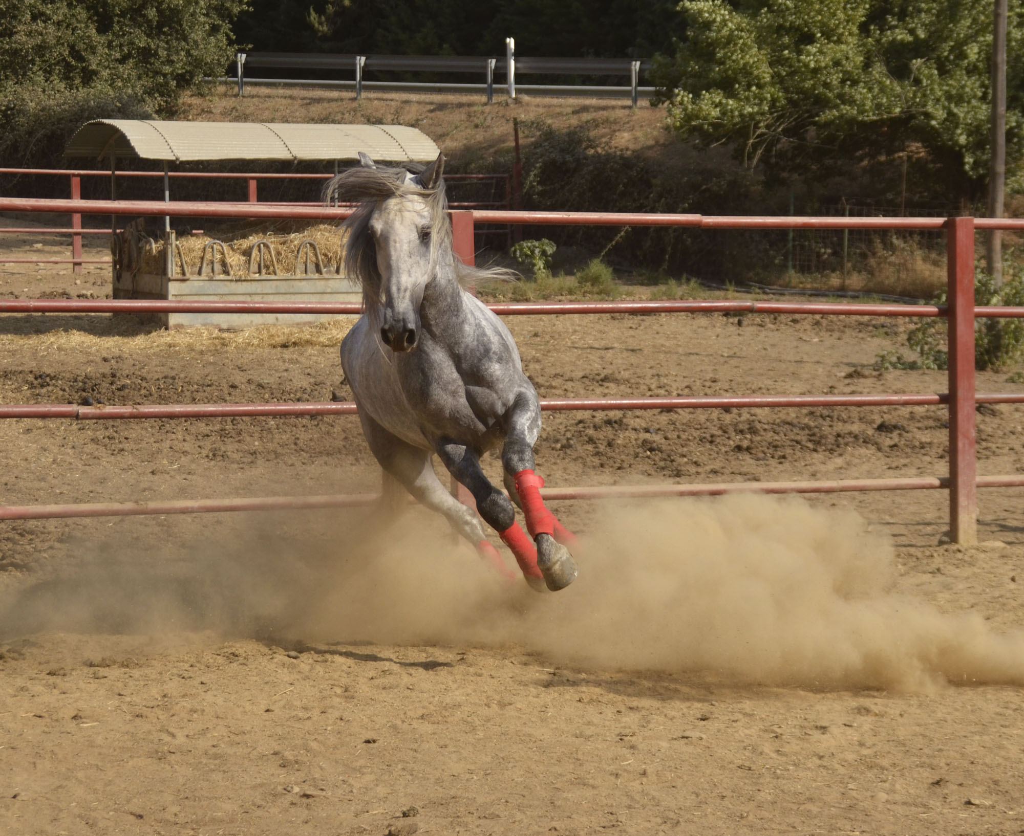 Listado de Caballos en Venta