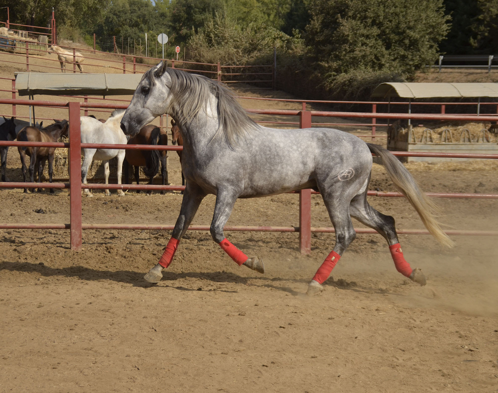 Listado de Caballos en Venta