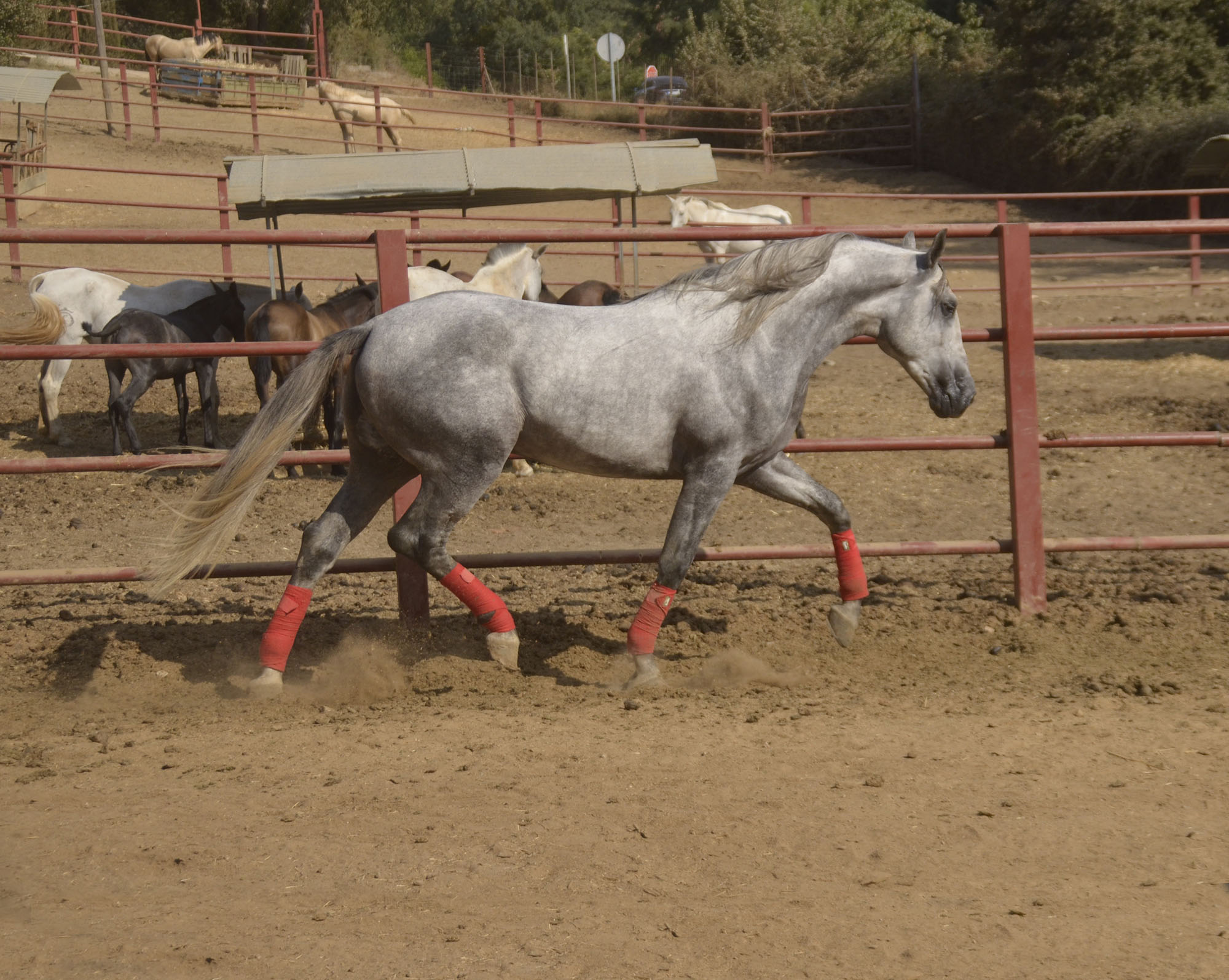 Listado de Caballos en Venta