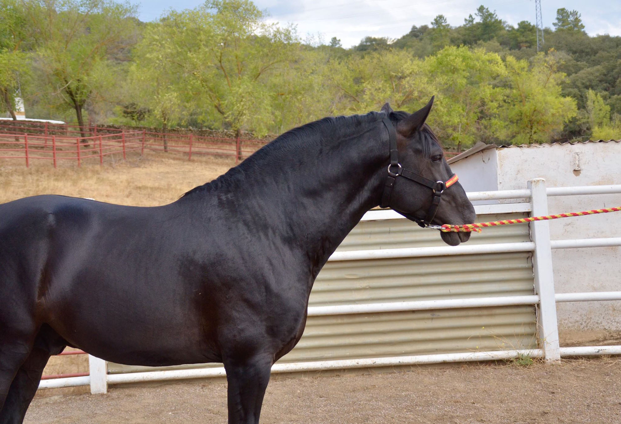 Listado de Caballos en Venta