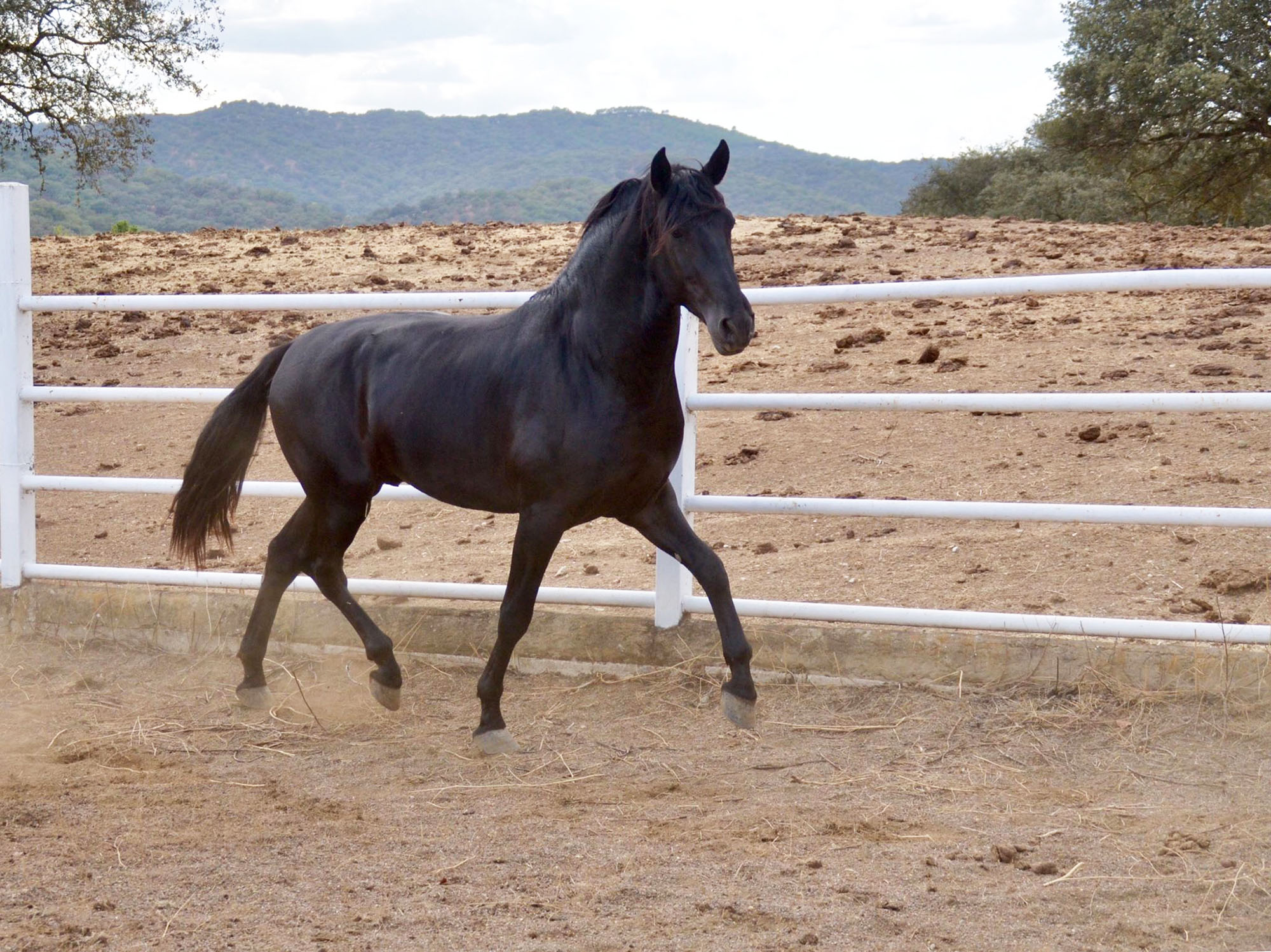 Listado de Caballos en Venta