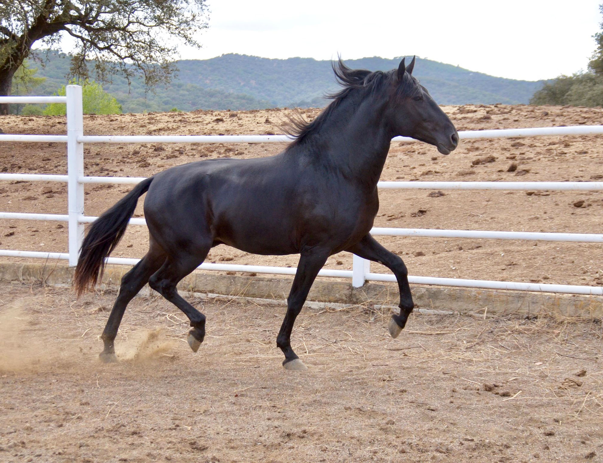 Listado de Caballos en Venta