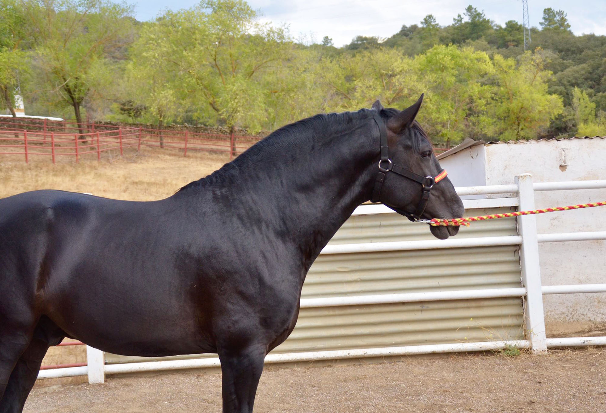 Listado de Caballos en Venta