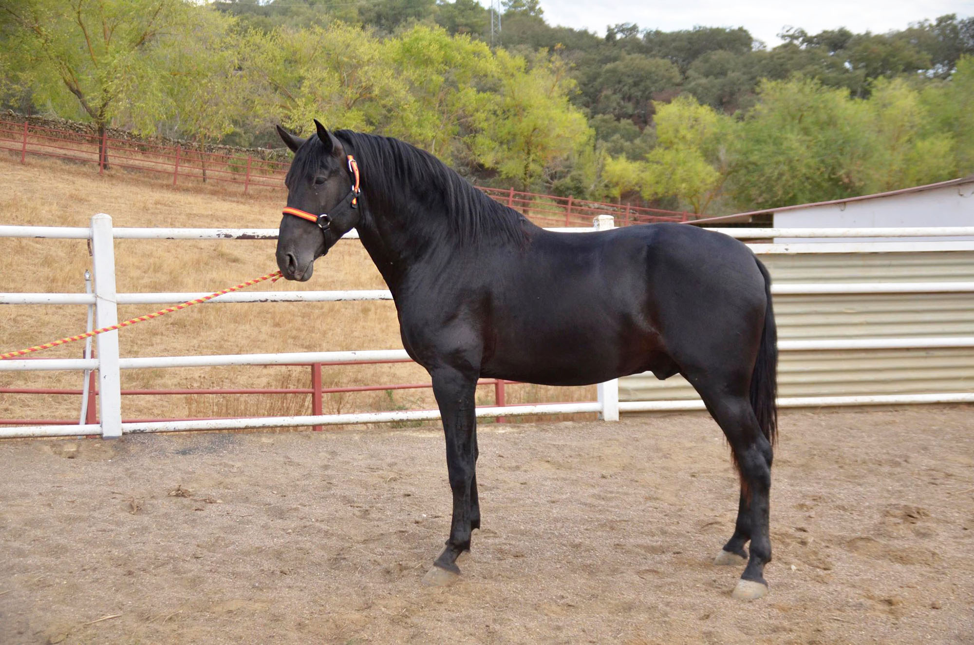 Caballo en Venta