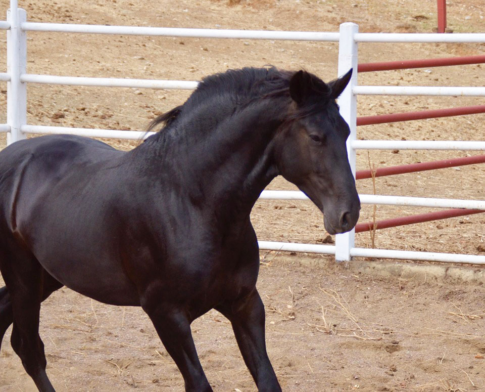 Listado de Caballos en Venta