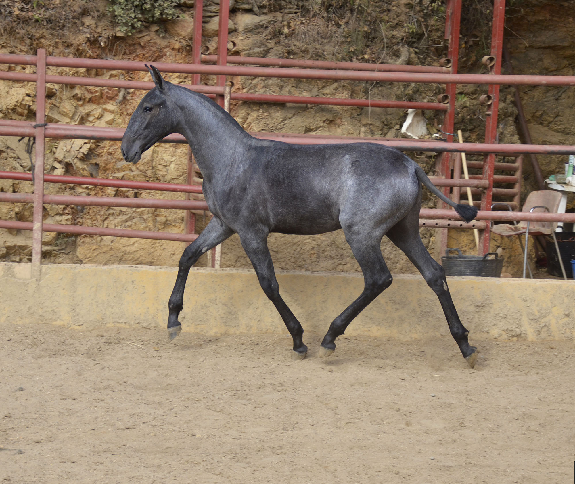 Caballo en Venta