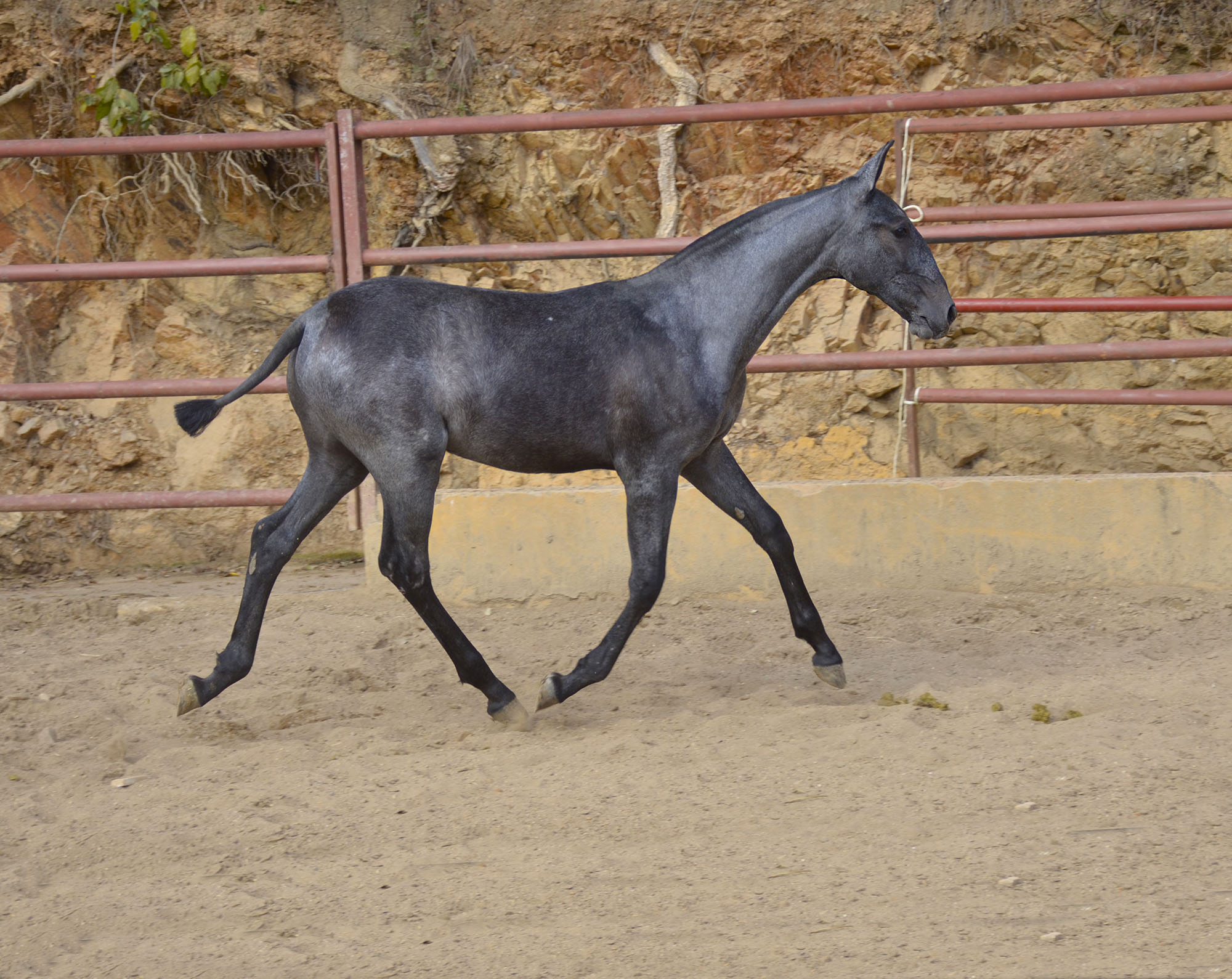 Comprar Caballo