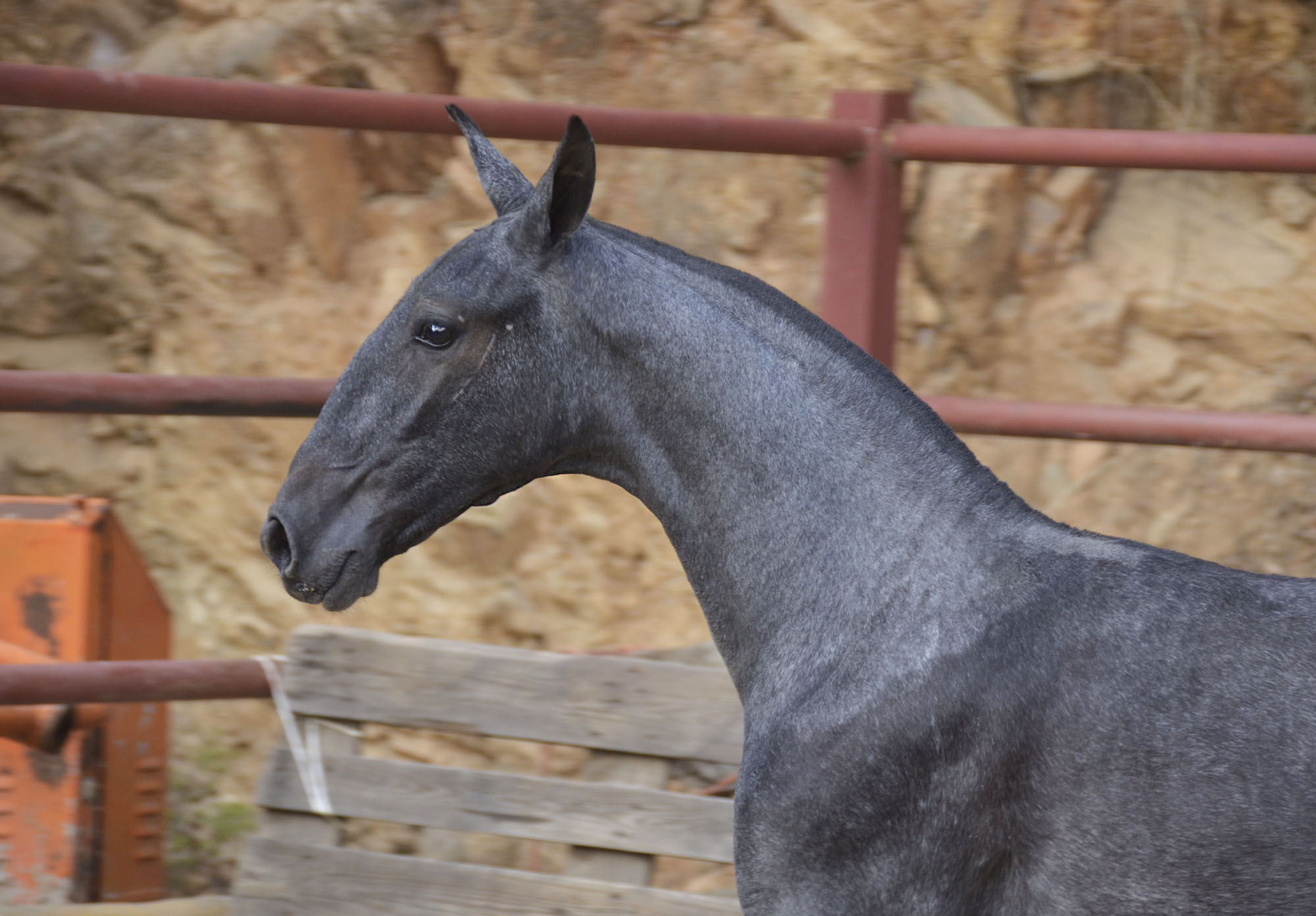 Caballo en Venta