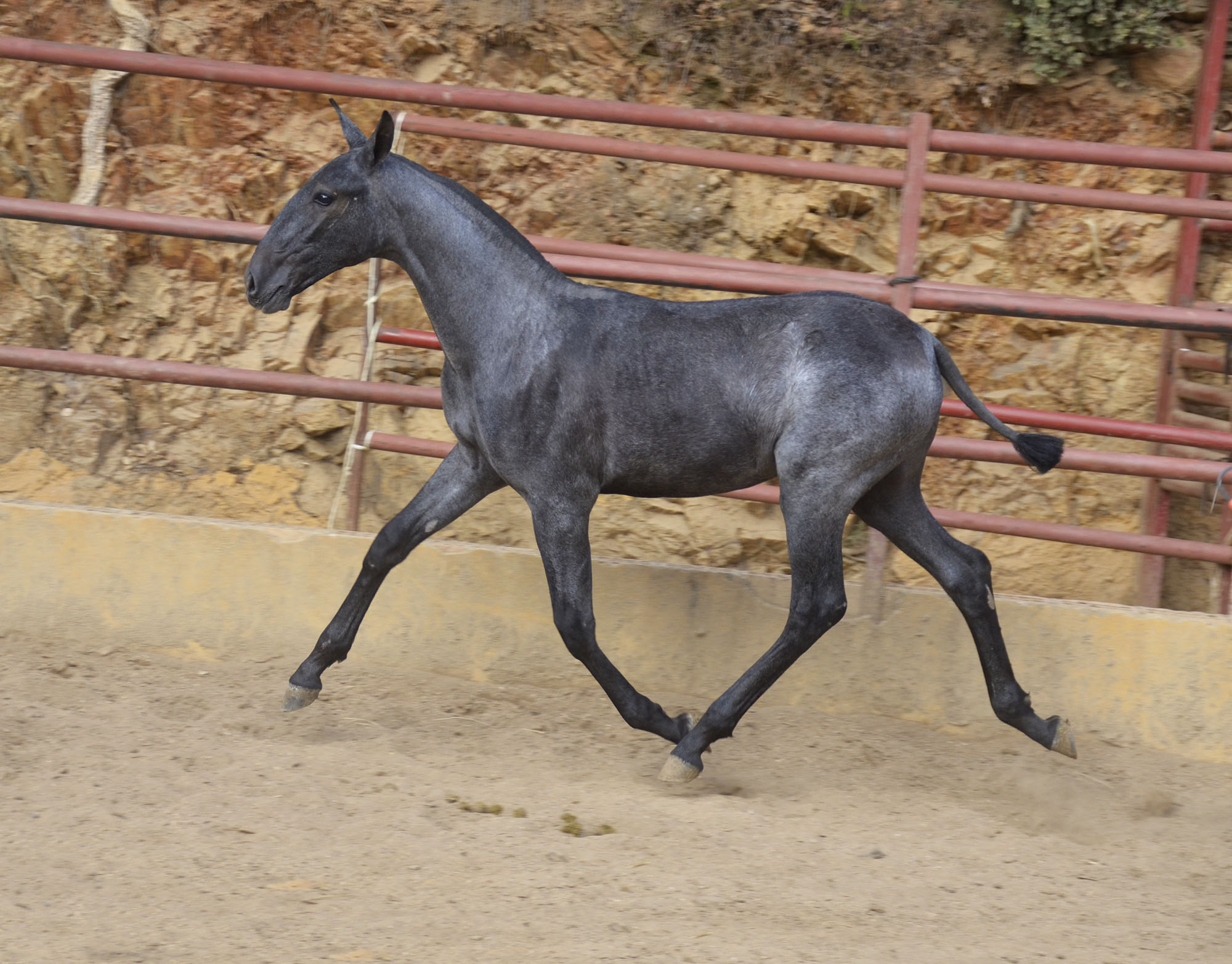 Comprar Caballo