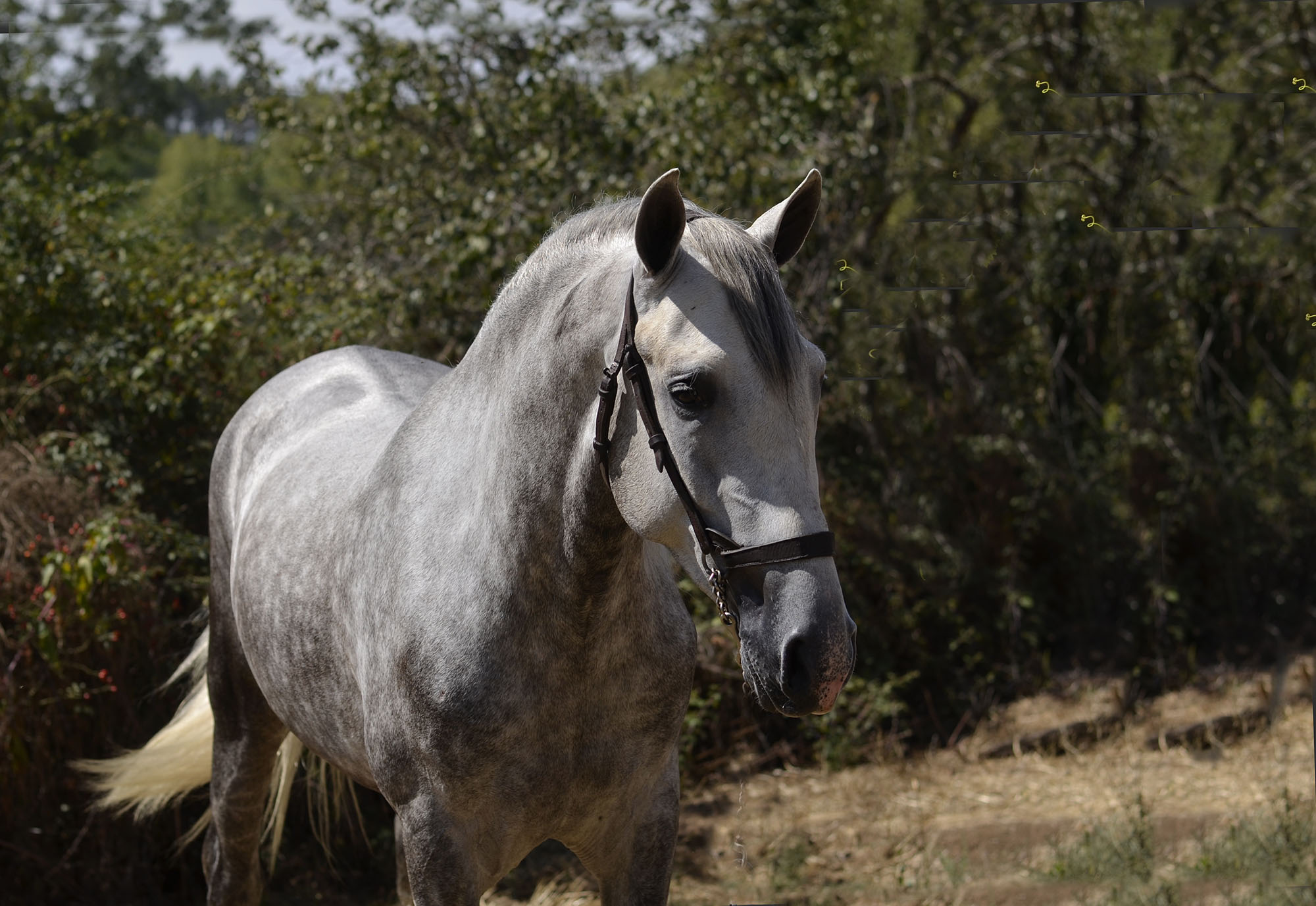 Caballo en Venta