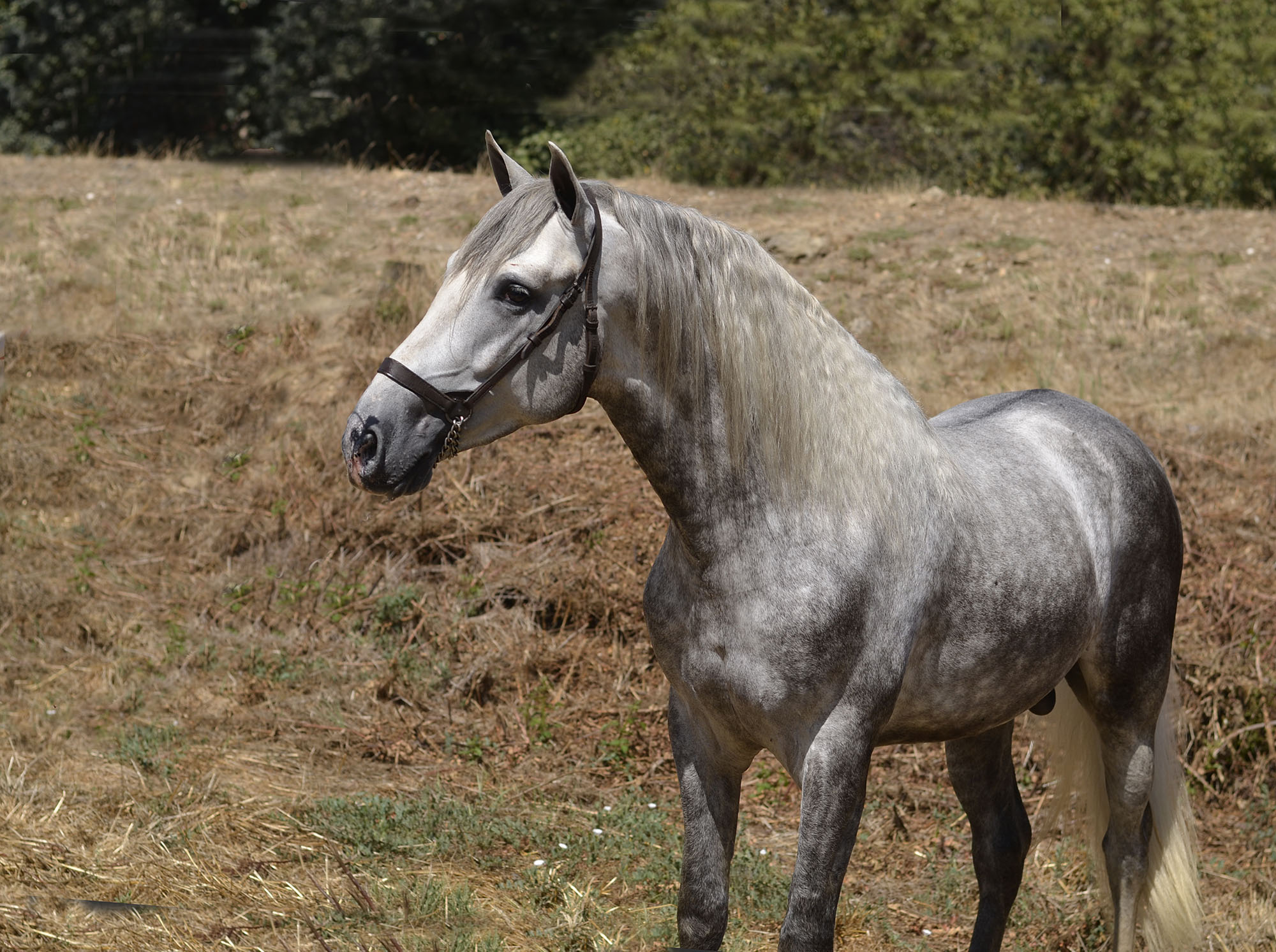 Caballo en Venta
