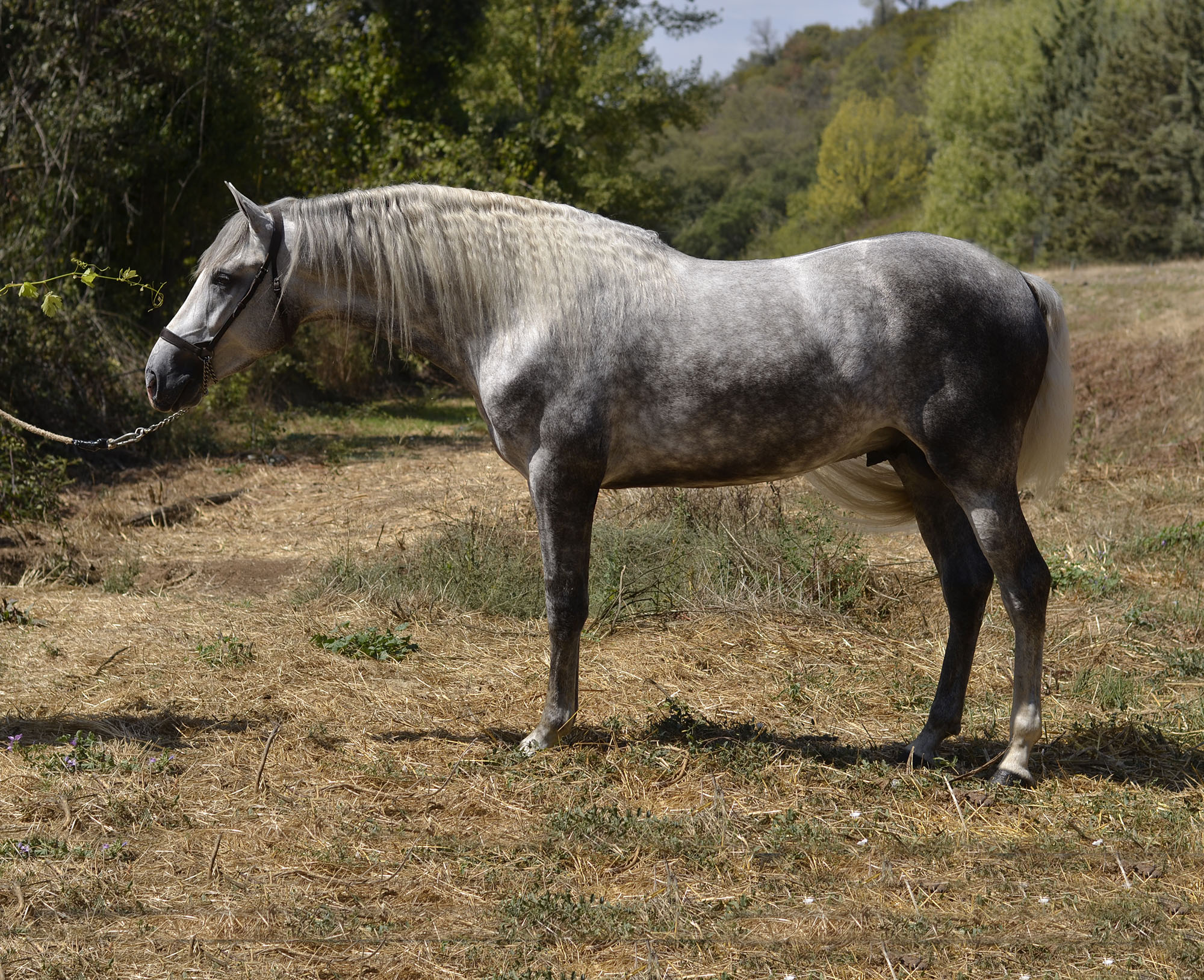 Comprar Caballo