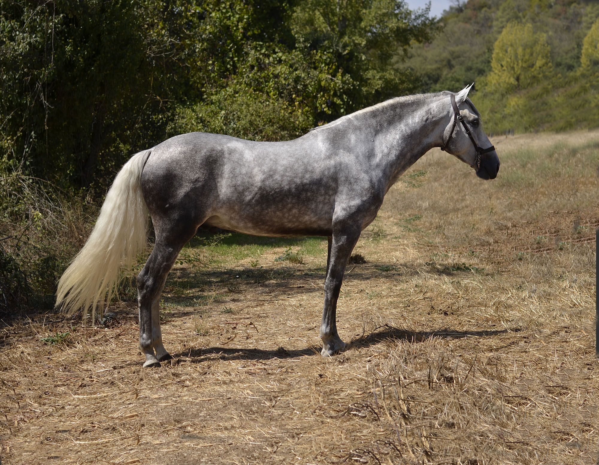 Caballo en Venta