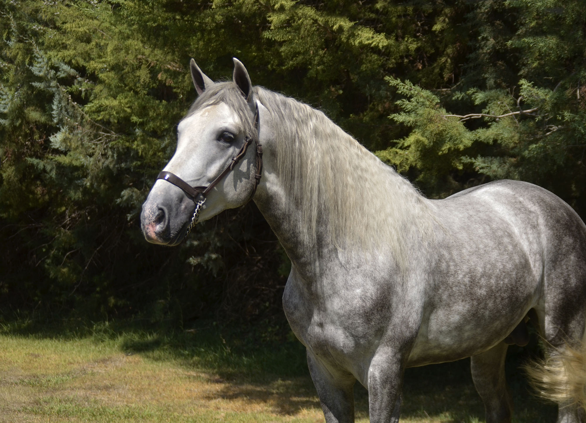 Caballo en Venta