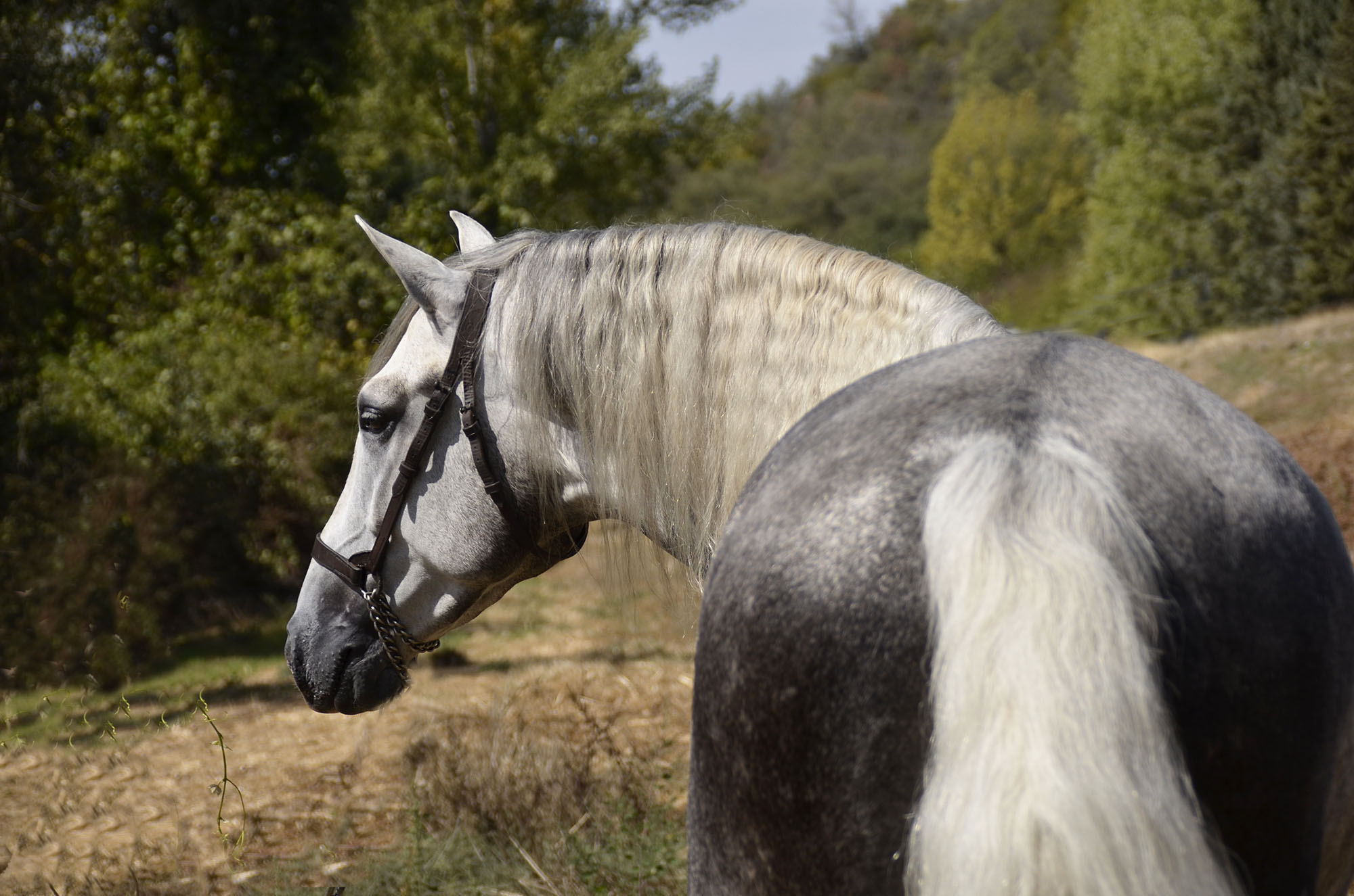 Caballo en Venta