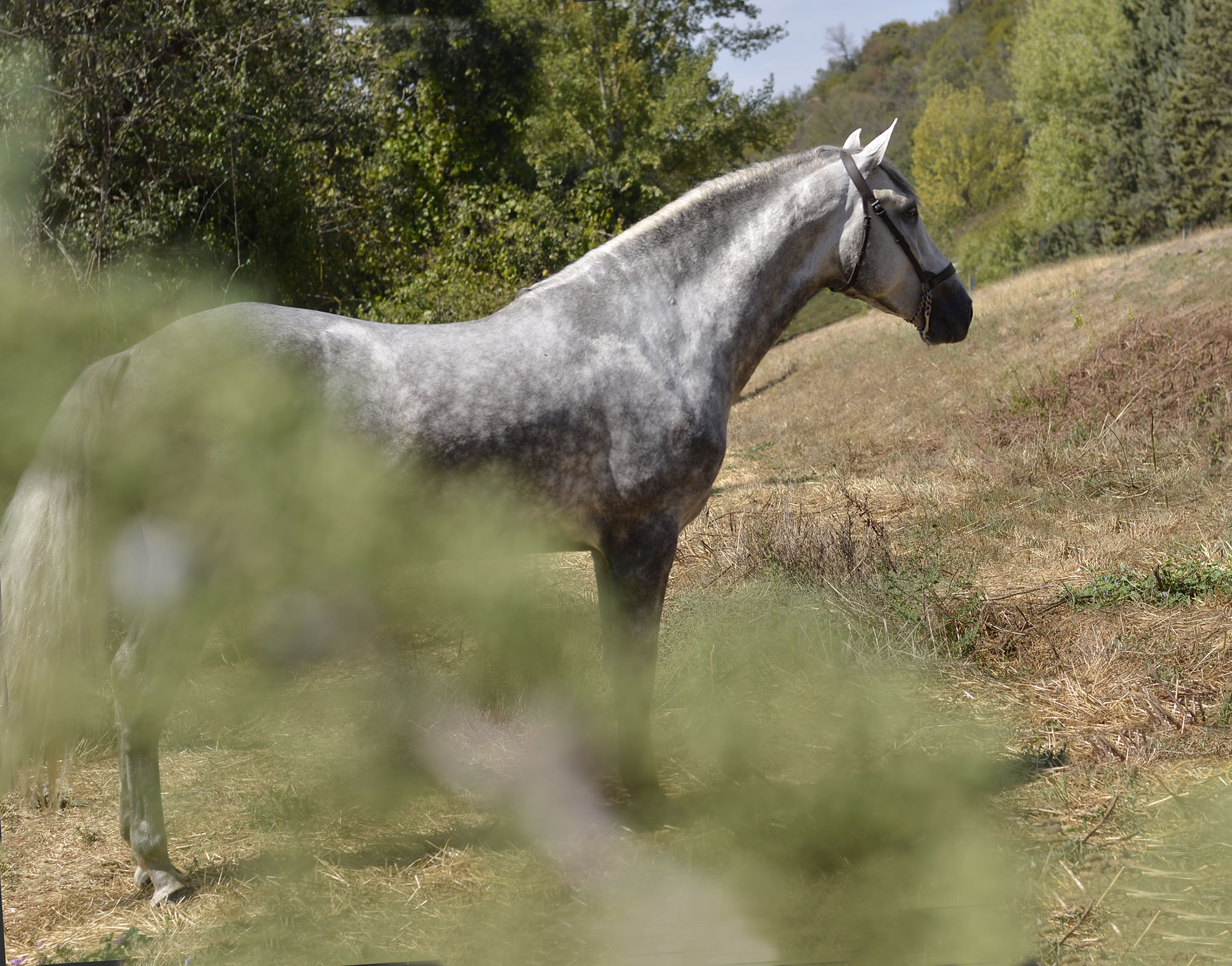 Comprar Caballo