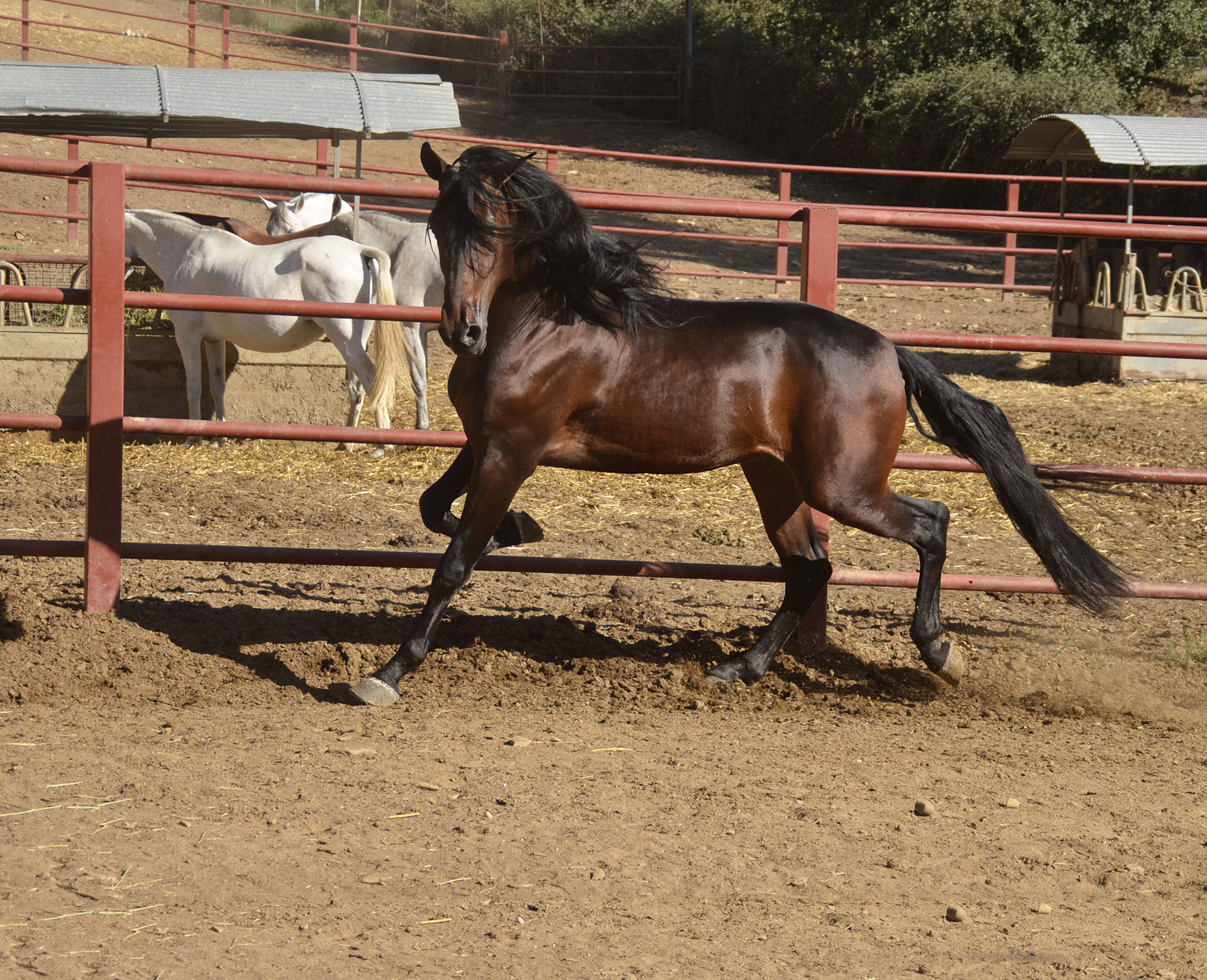 Listado de Caballos en Venta