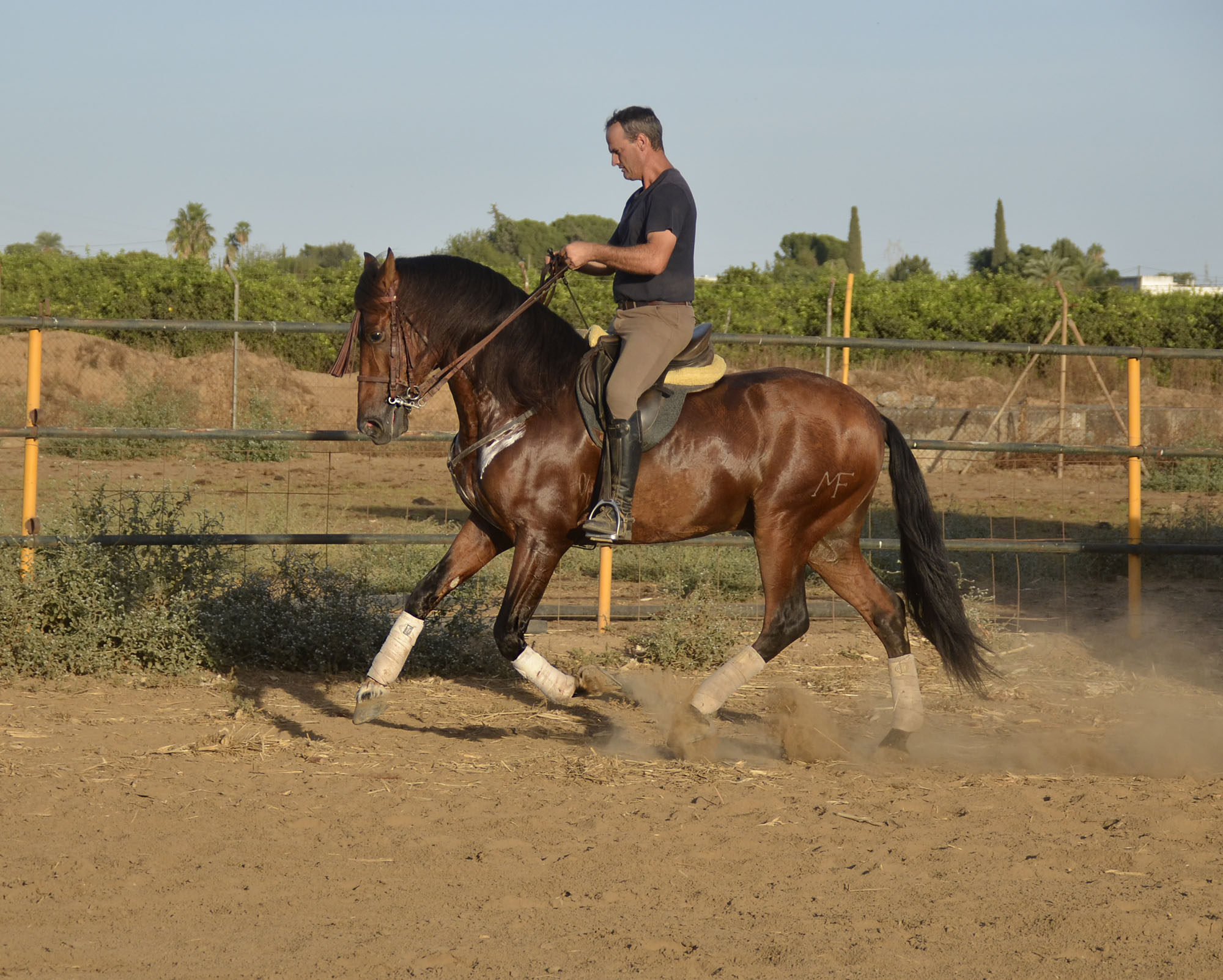 Caballo en Venta