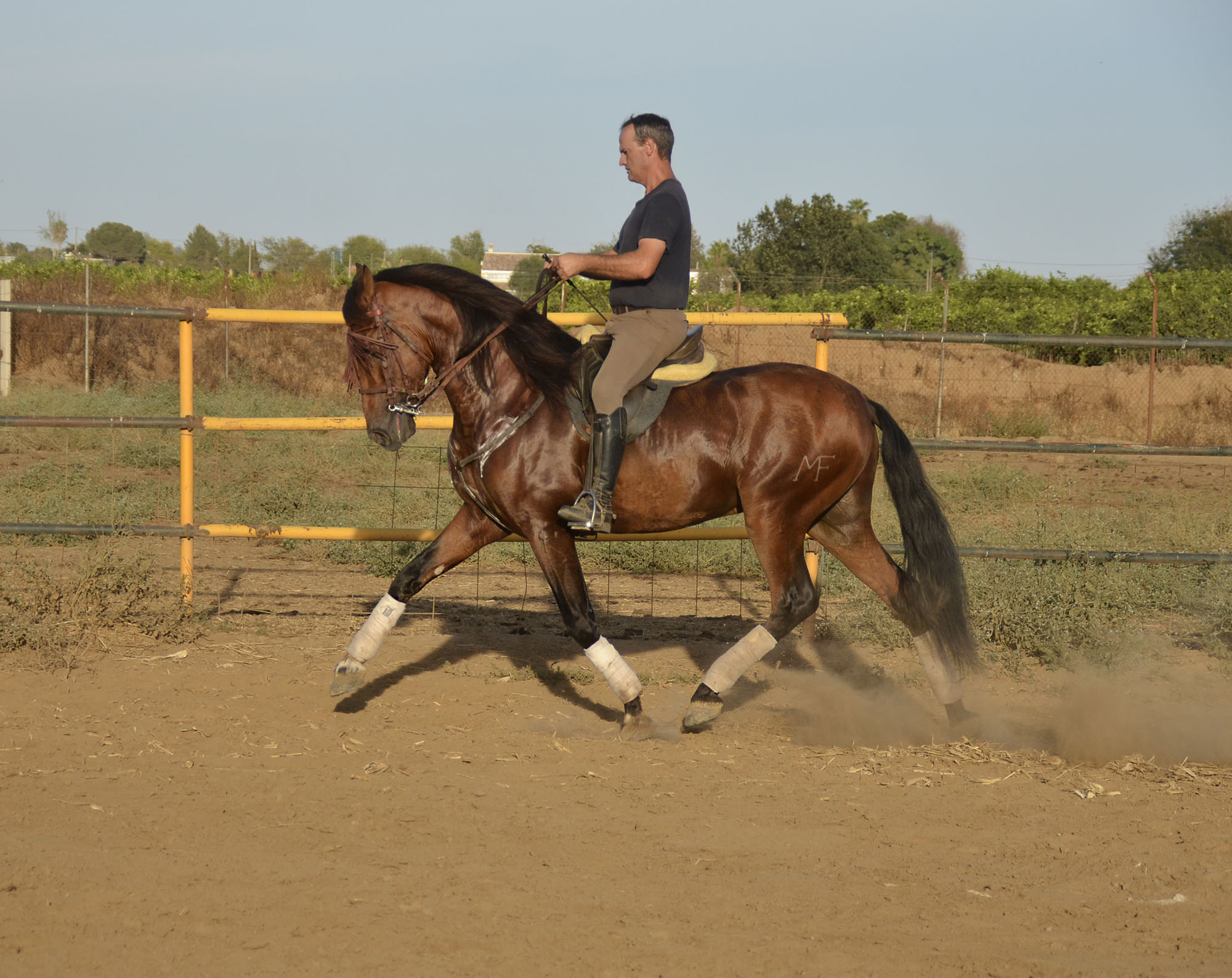 Comprar Caballo