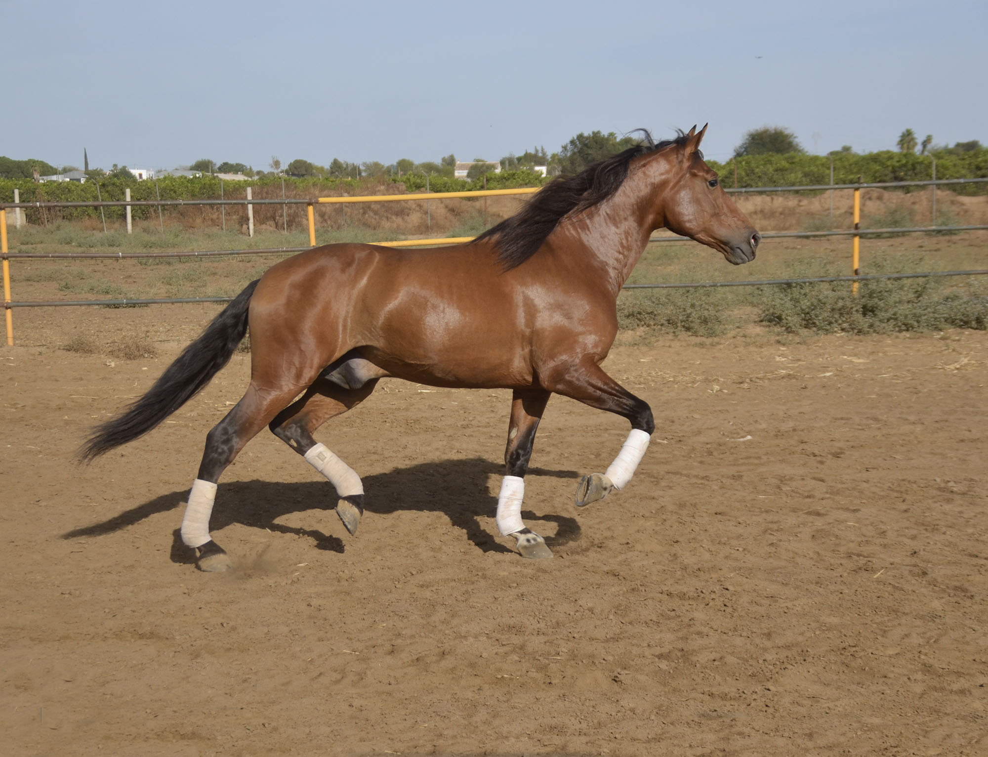 Caballo en Venta