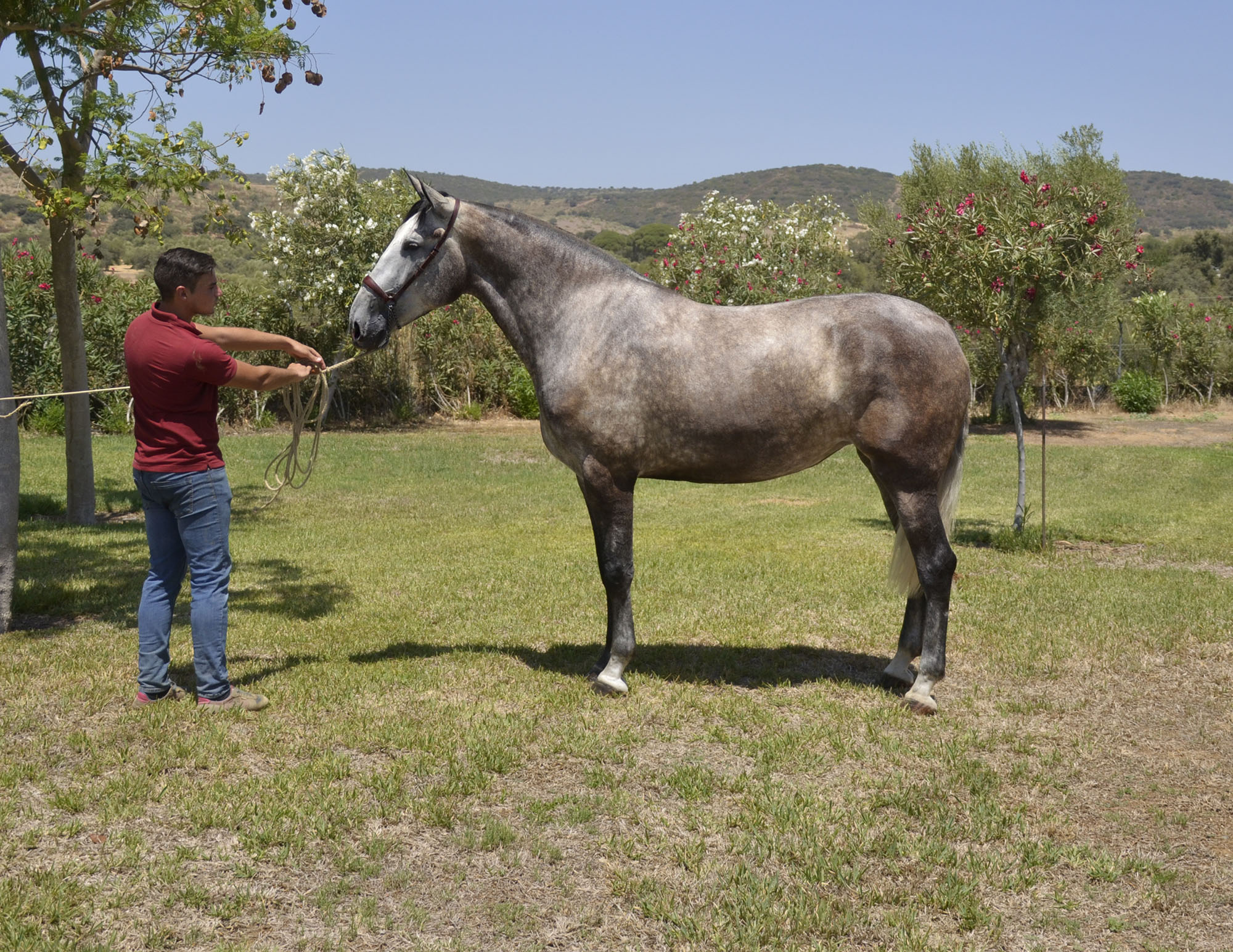 Caballo en Venta