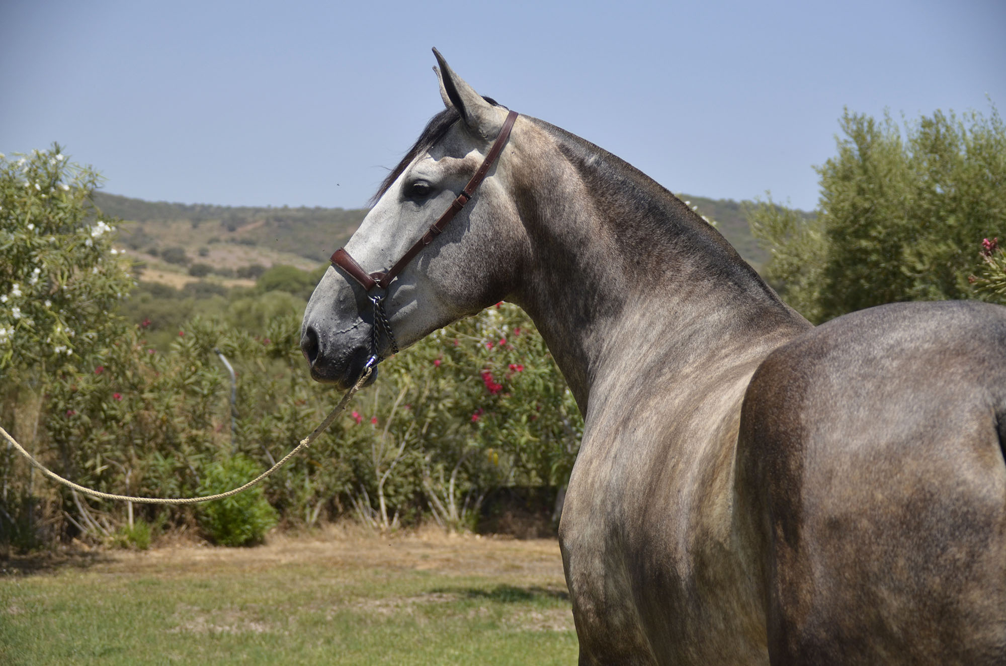 Caballo en Venta