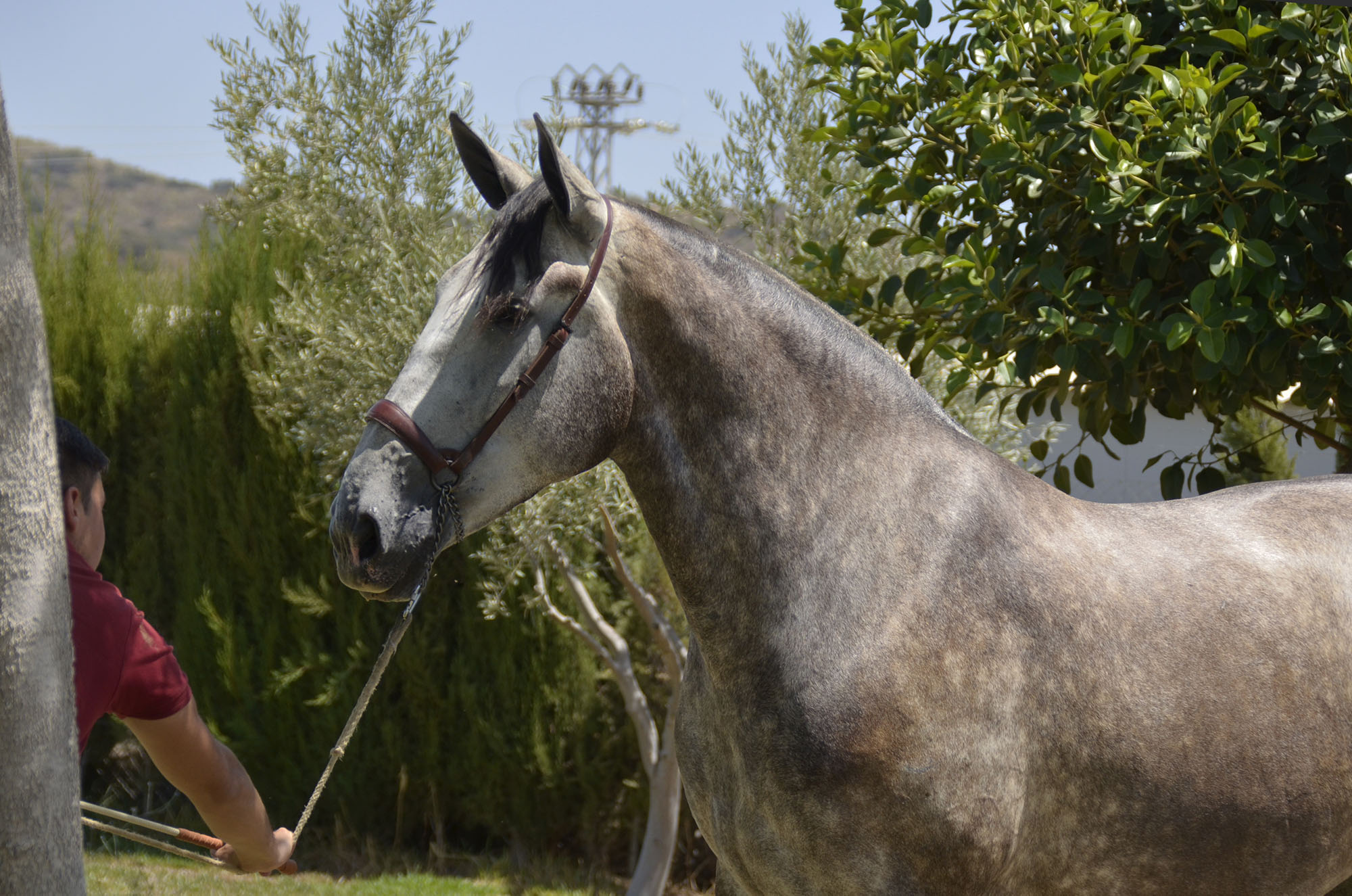 Caballo en Venta