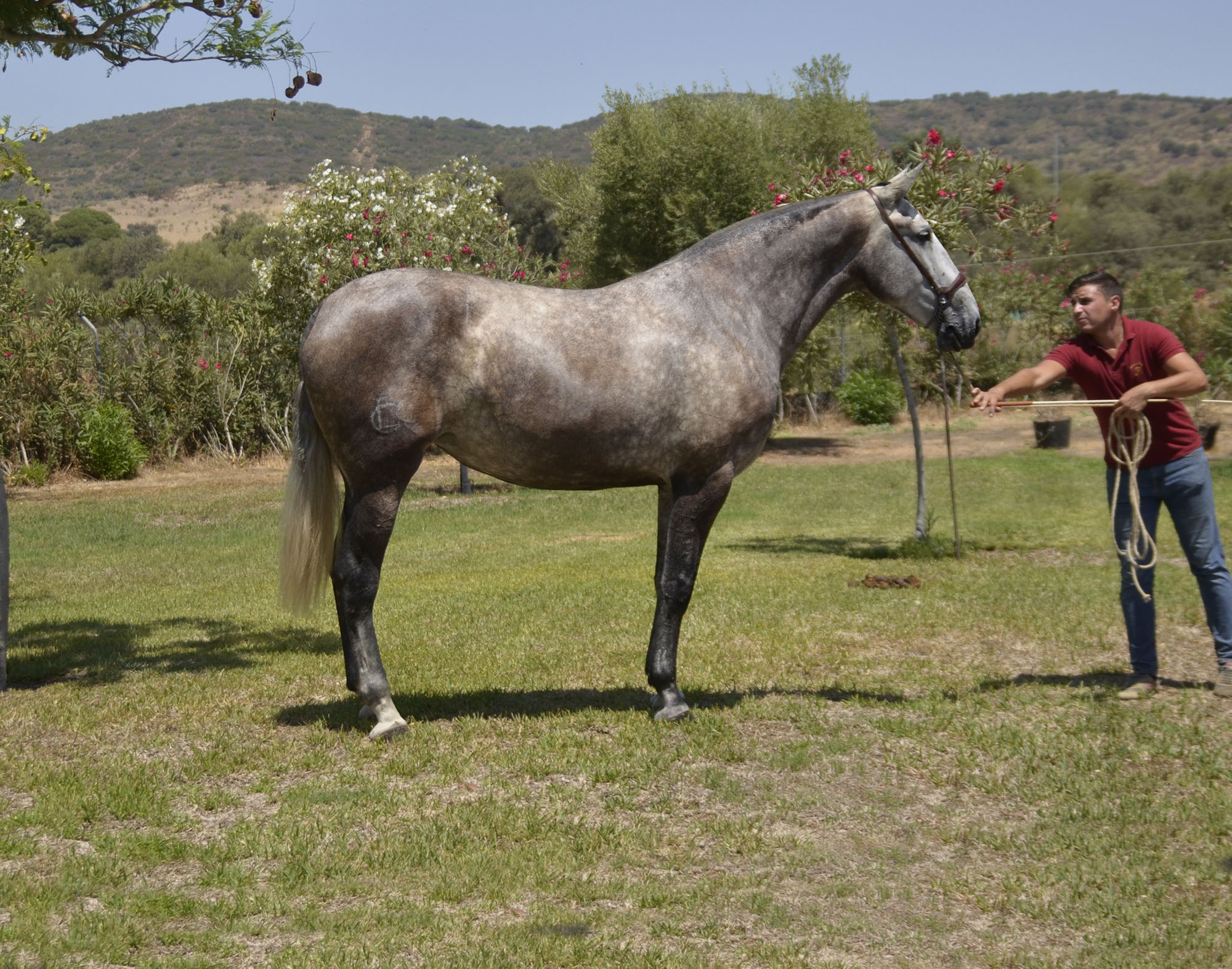 Comprar Caballo