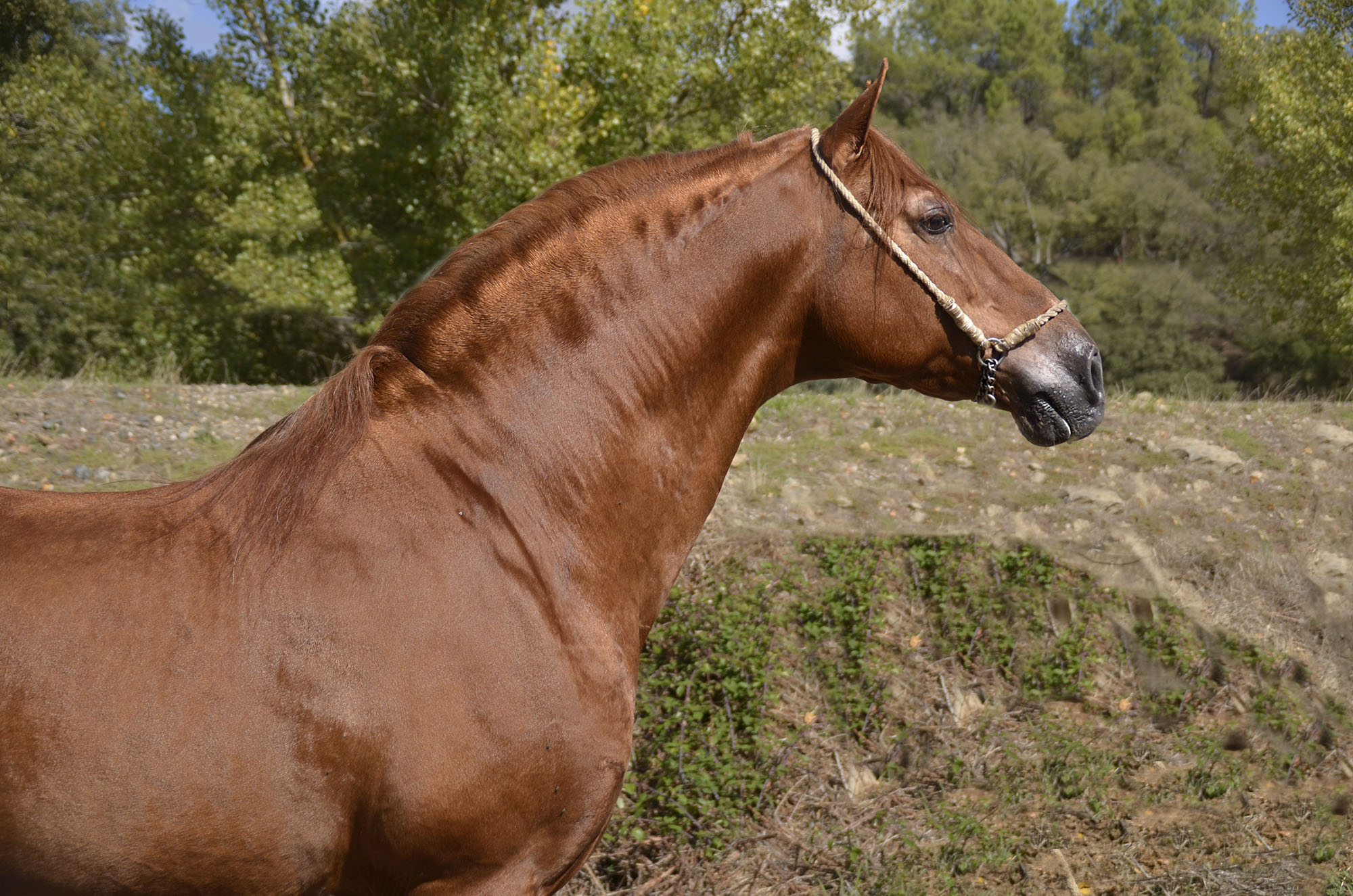 Listado de Caballos en Venta