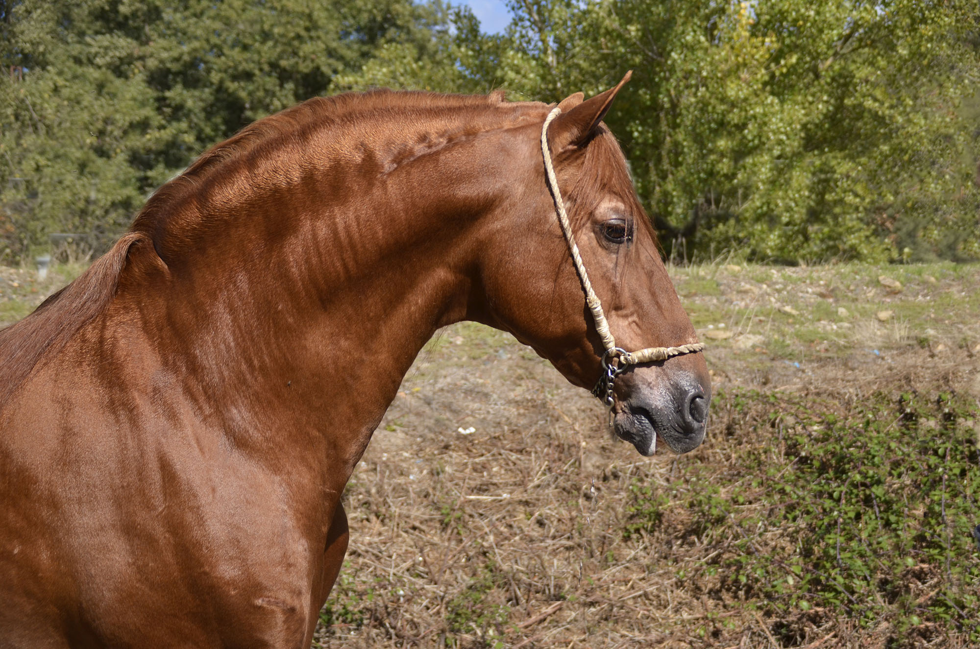 Listado de Caballos en Venta