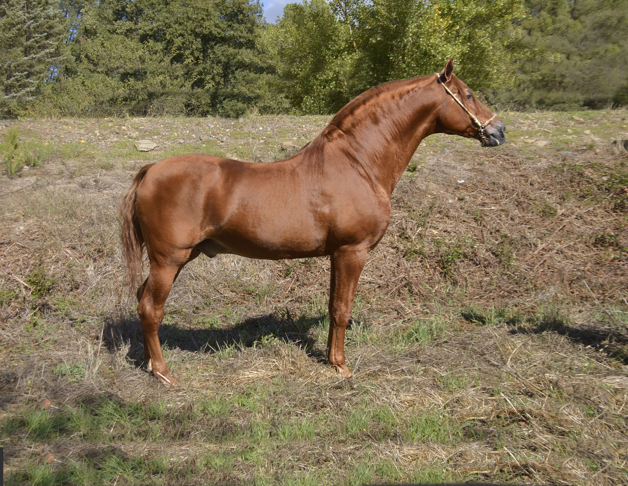 Caballo en Venta