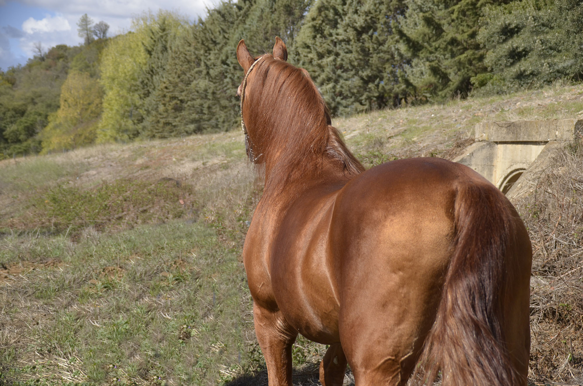 Listado de Caballos en Venta