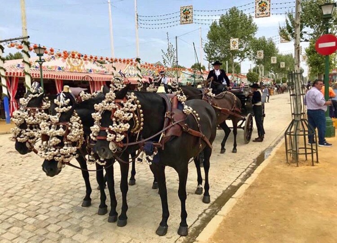 Caballo en Venta