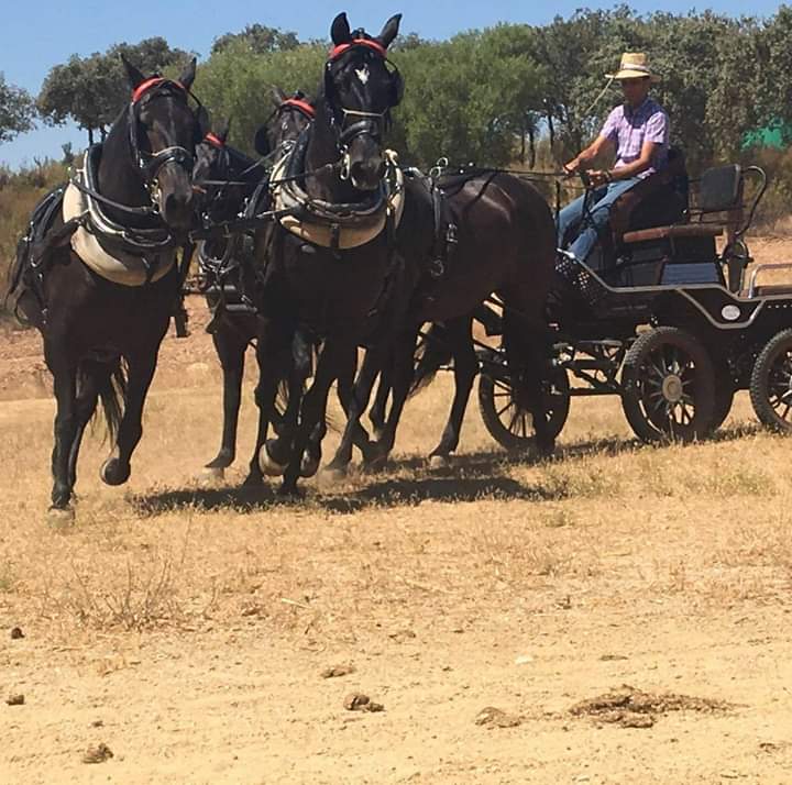Caballo en Venta
