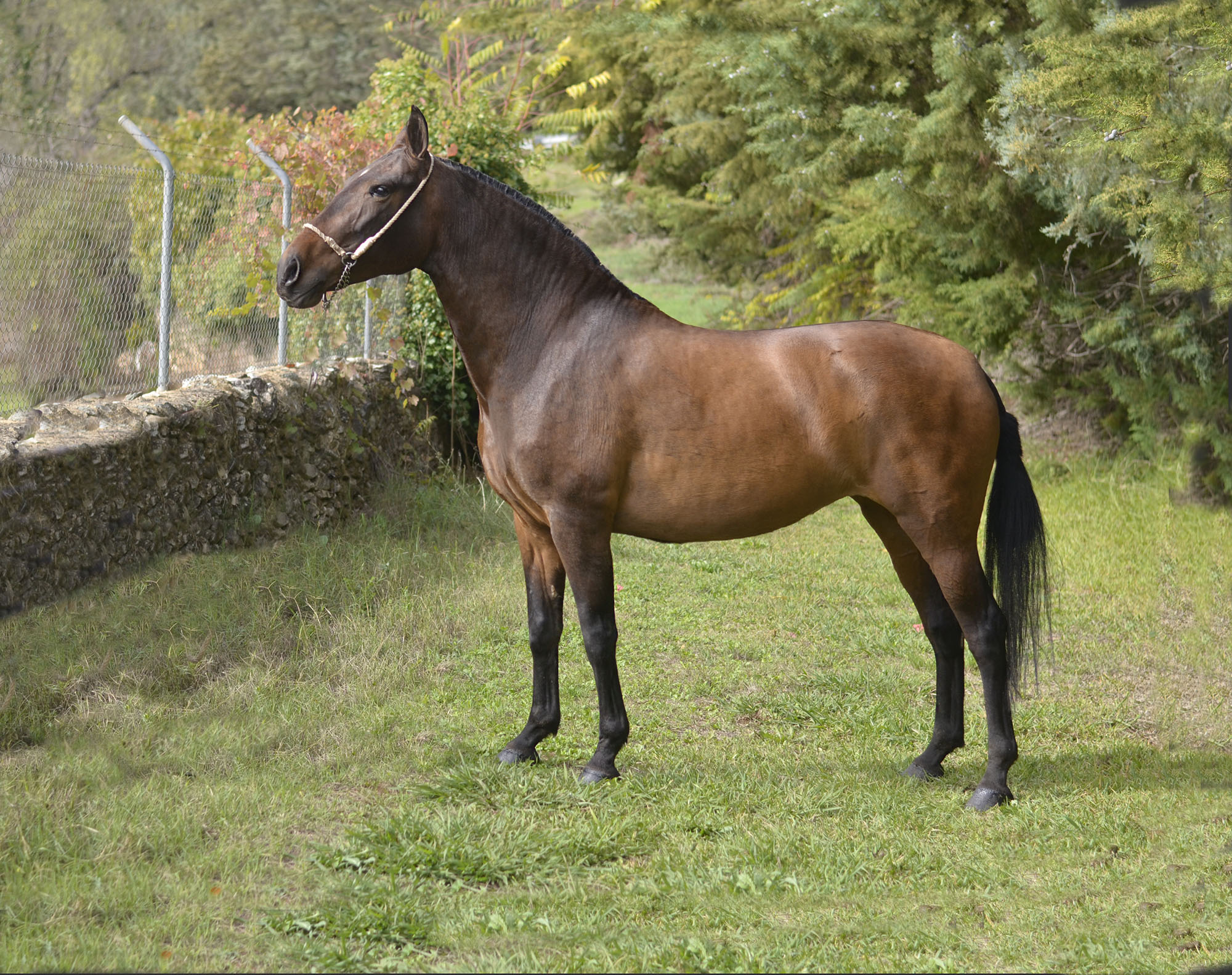 Caballo en Venta