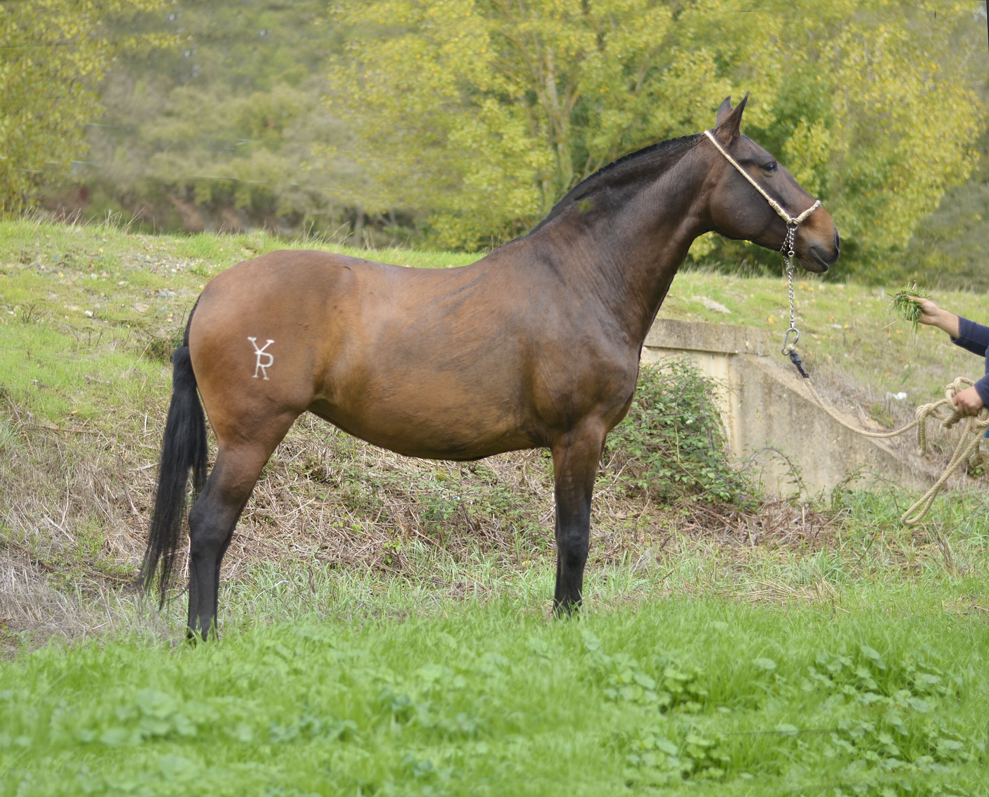 Caballo en Venta
